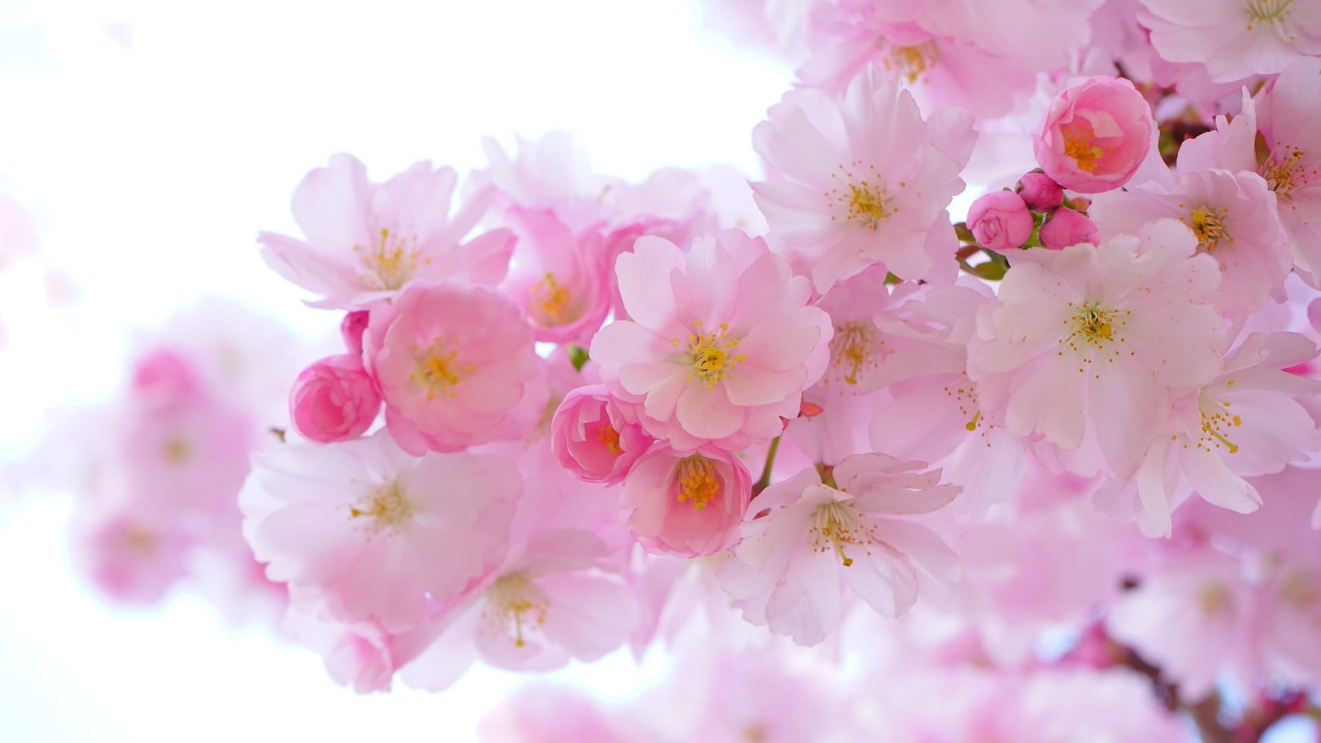 淡雅唯美的花瓣粉红系风格背景图片高清壁纸