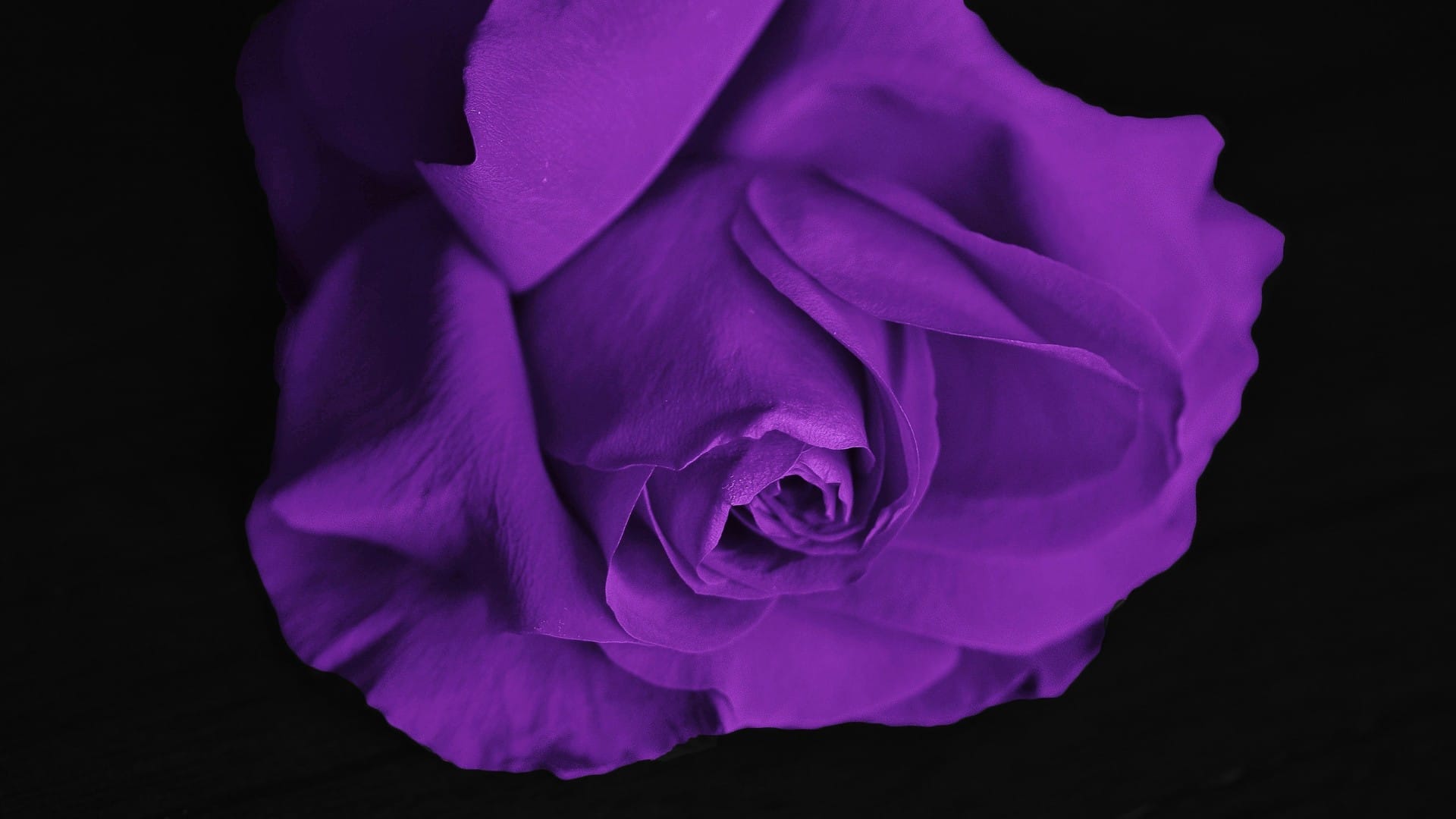 娇艳欲滴的玫瑰花浪漫爱情唯美系列高清桌面壁纸