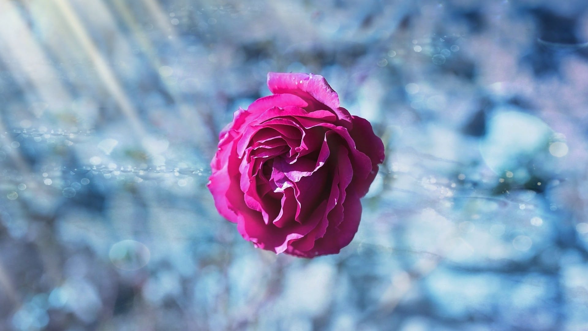 玫瑰 花 水滴 - Pixabay上的免费照片 - Pixabay