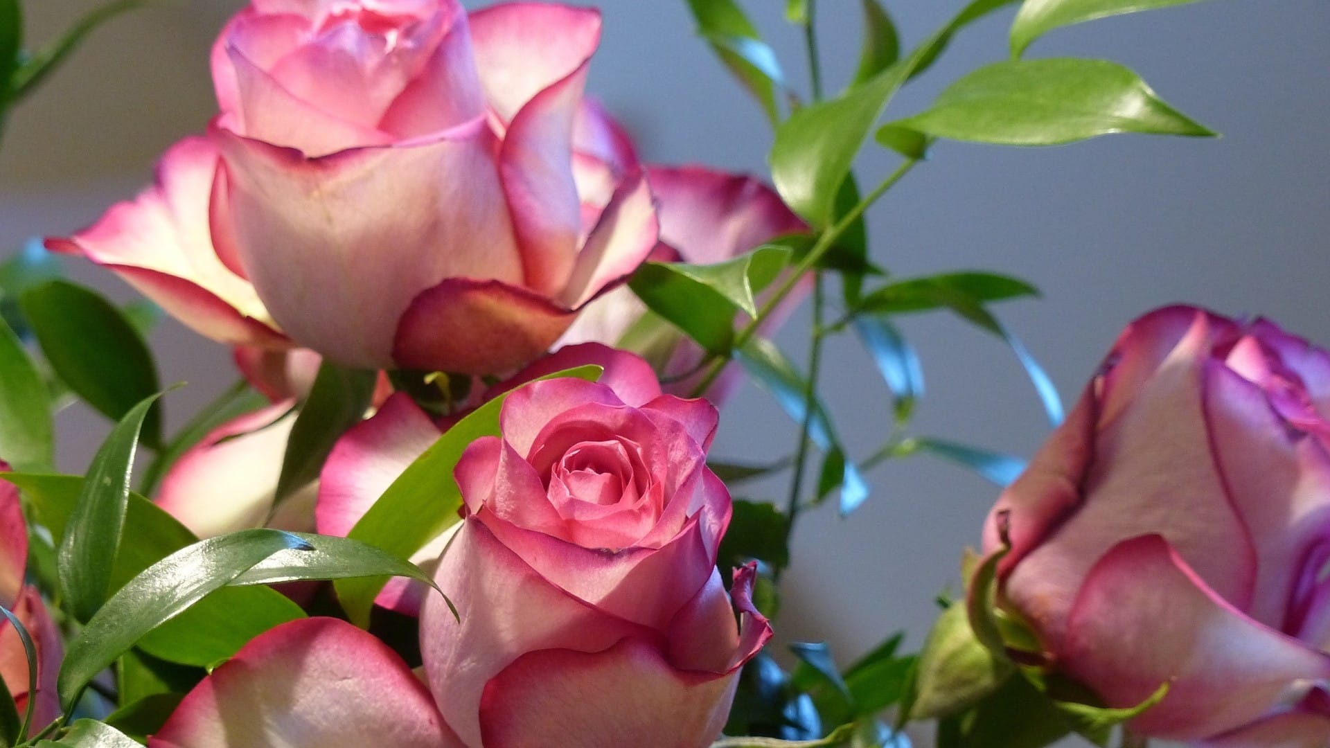 娇艳欲滴的玫瑰花浪漫爱情唯美系列高清桌面壁纸