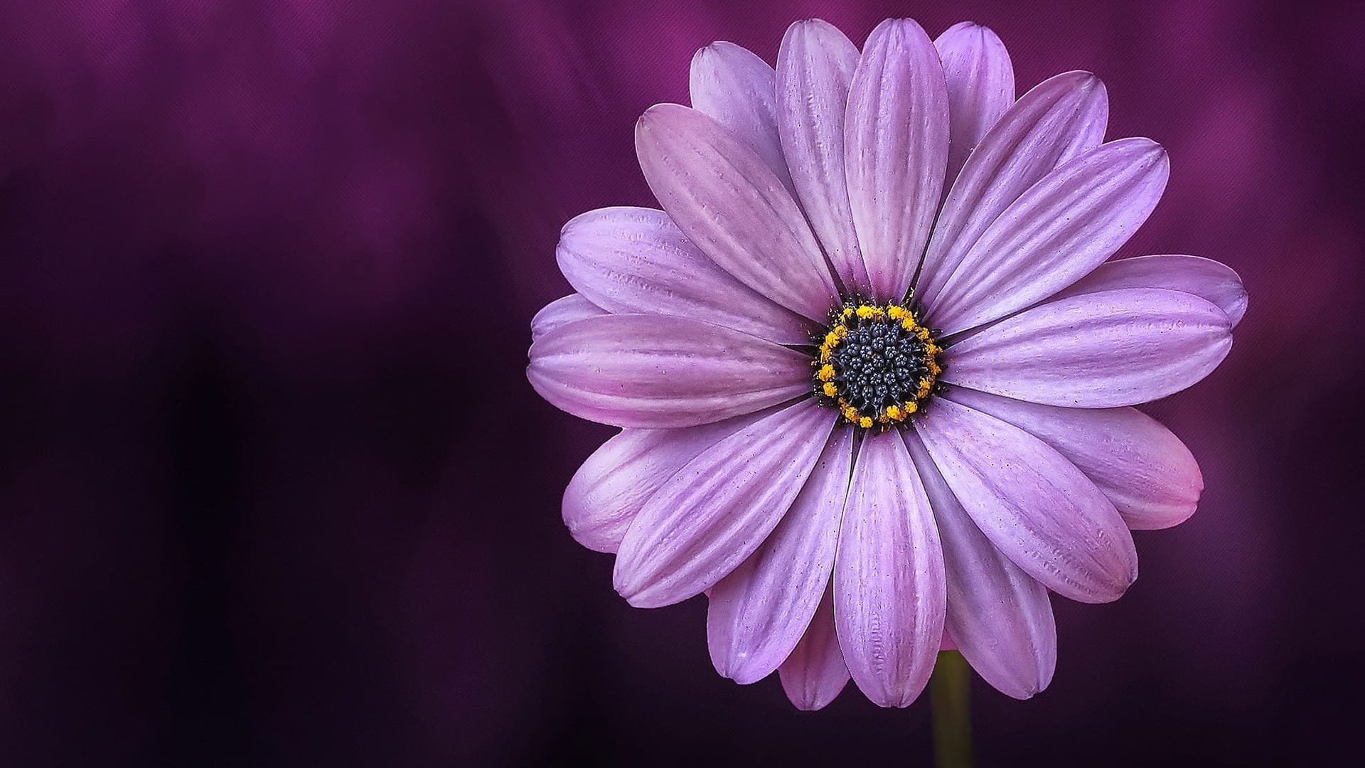 野外小清新的紫色小花近距离拍摄高清桌面壁纸