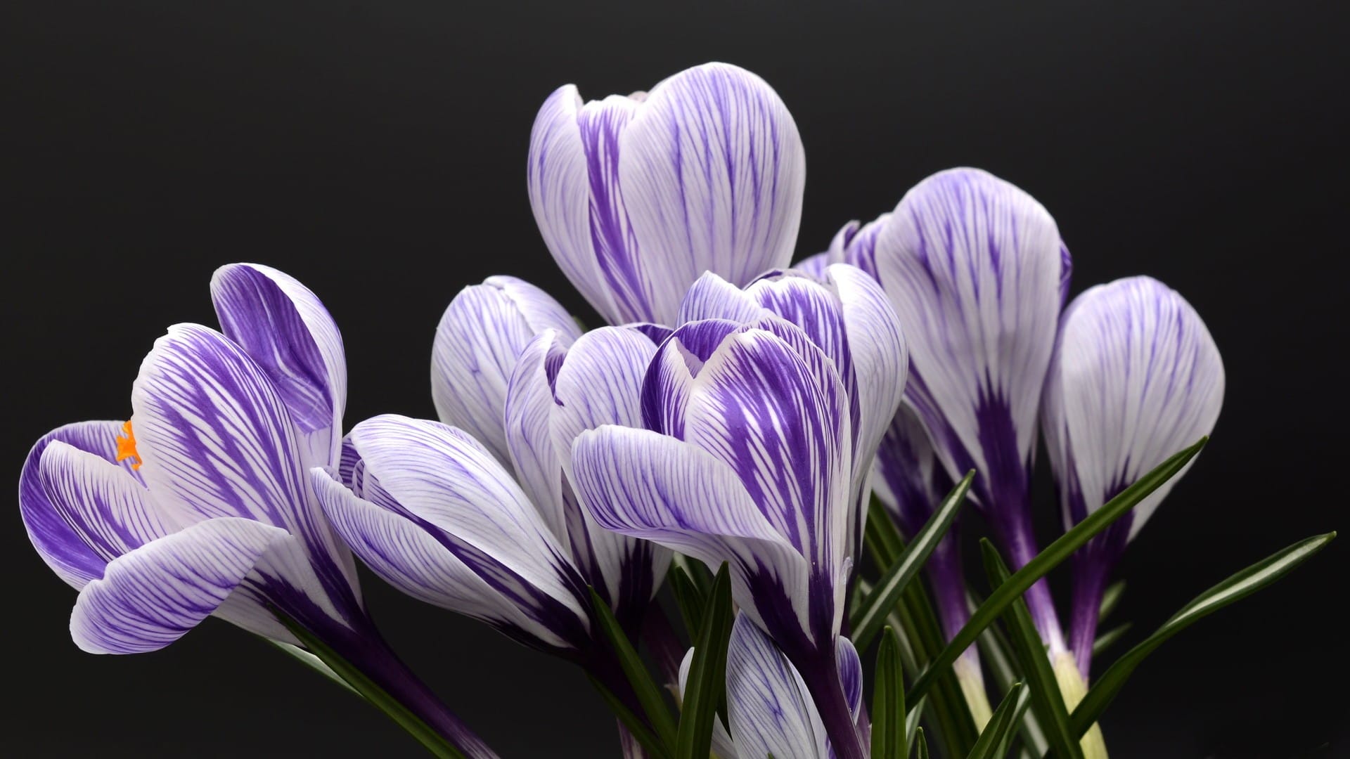 野外小清新的紫色小花近距离拍摄高清桌面壁纸
