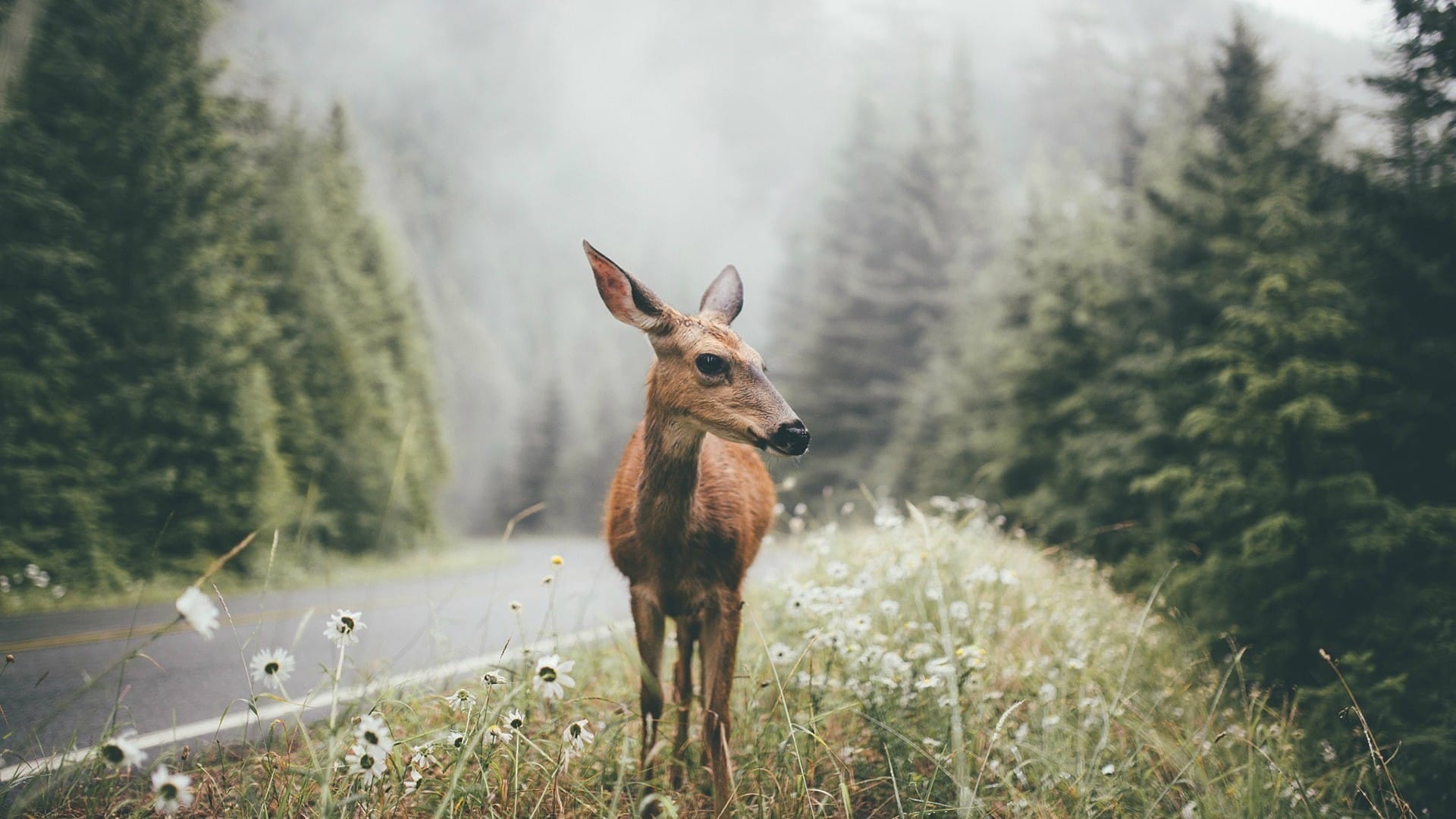 森林里可爱小鹿悠然自得三五成群和谐系列桌面壁纸