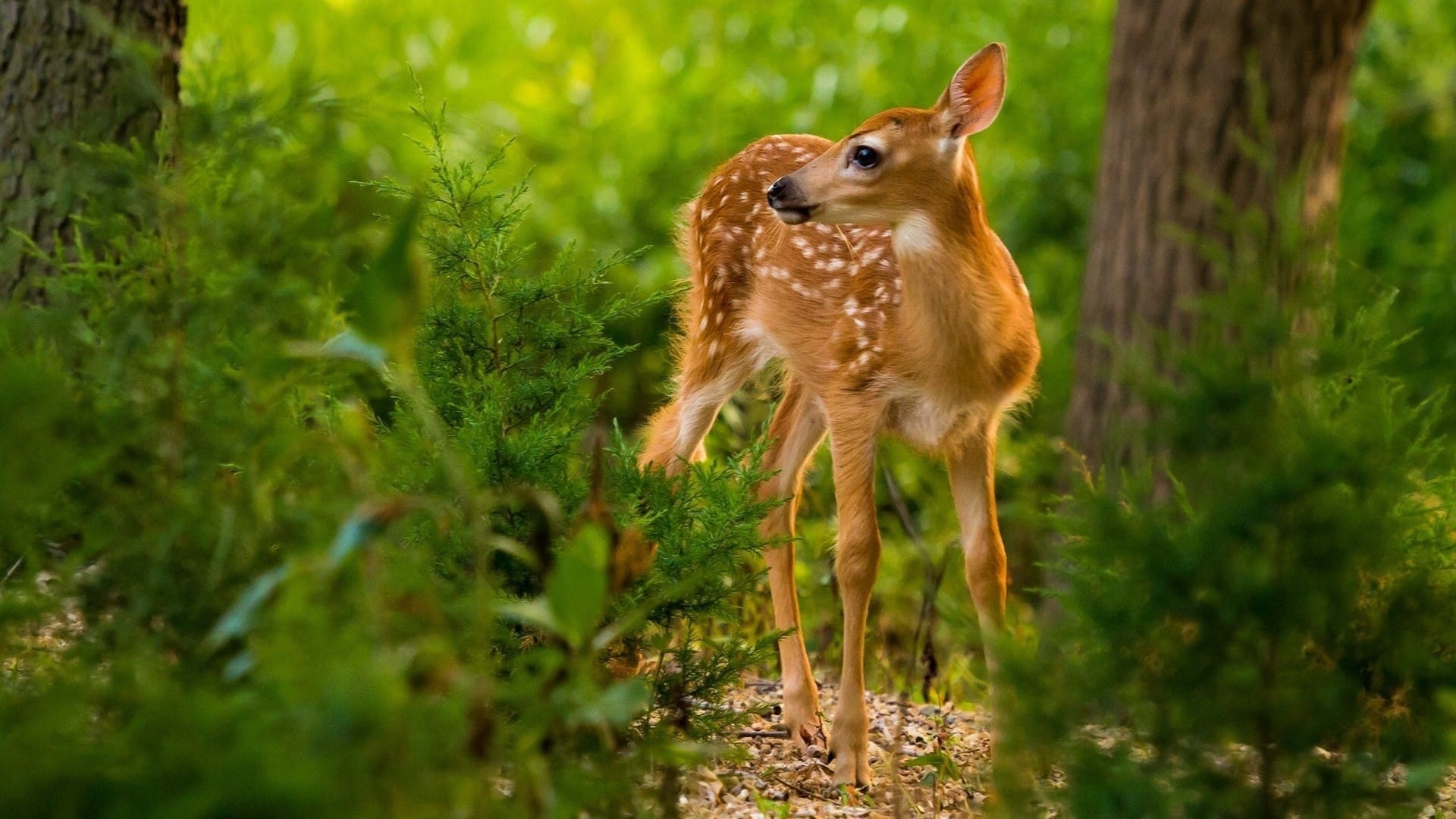 森林里可爱小鹿悠然自得三五成群和谐系列桌面壁纸