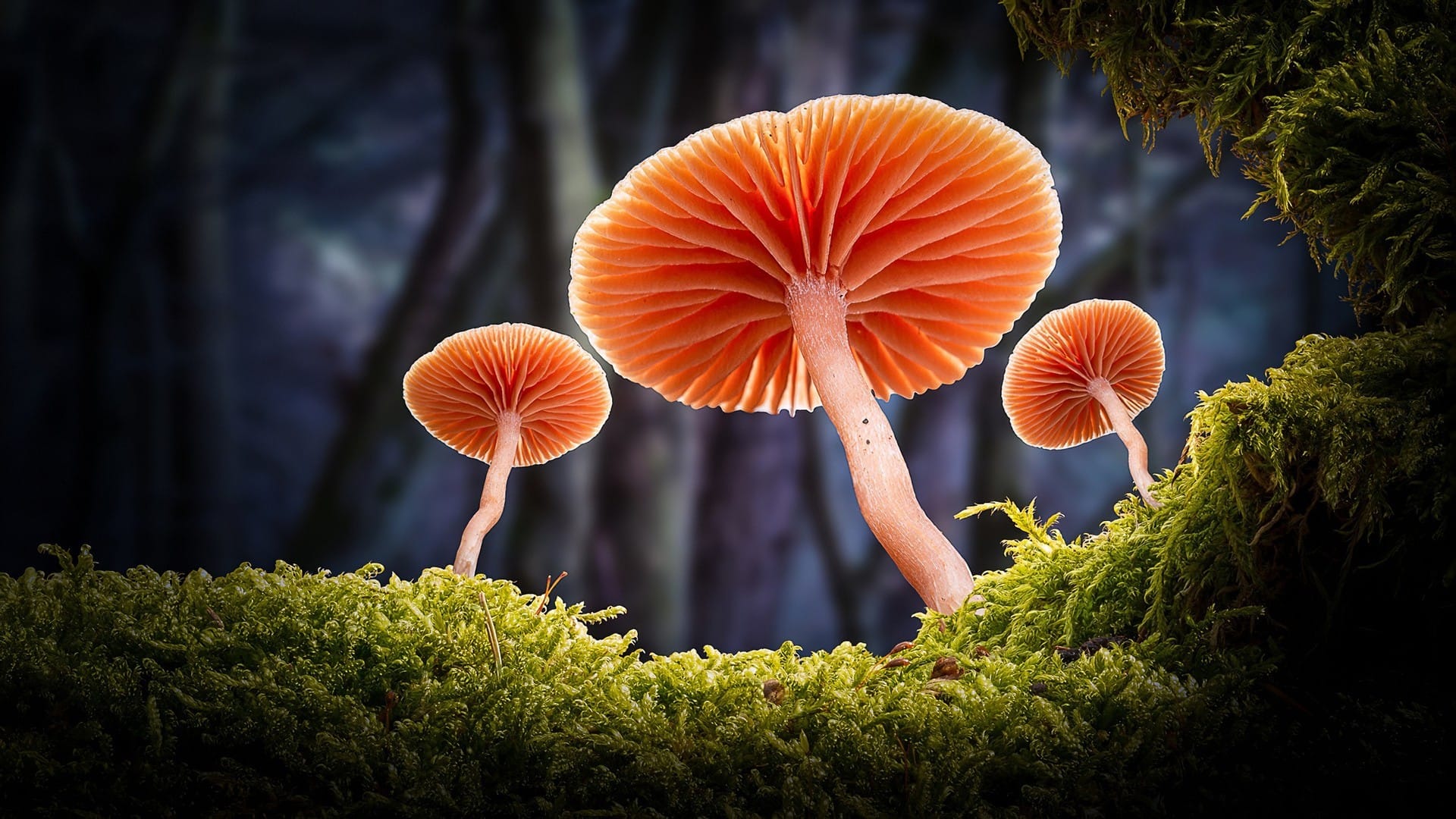 漂亮的野生蘑菇近距离拍摄唯美风格桌面大图