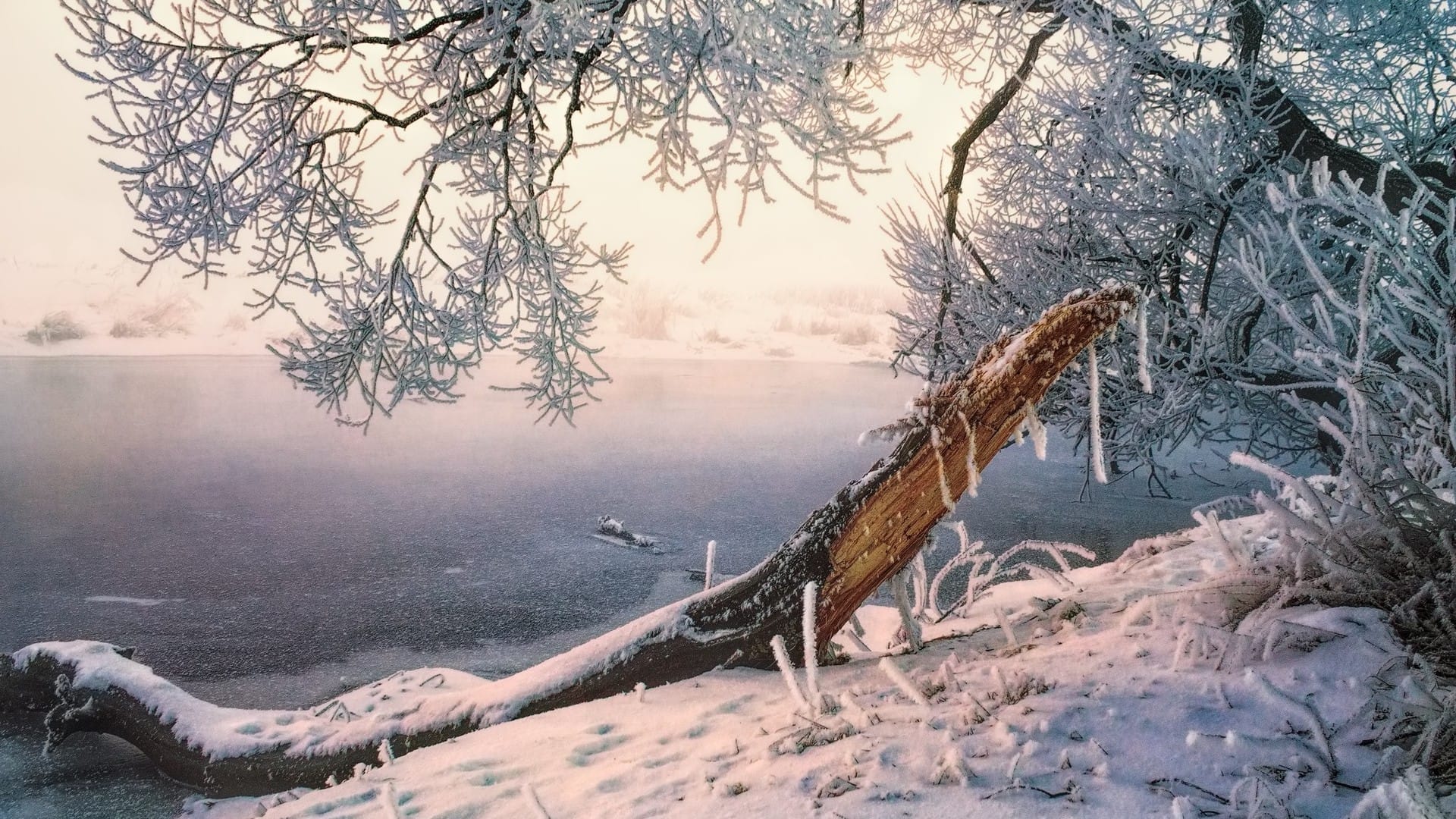 美丽冬季冰天雪地的树林风光雪景绝美桌面壁纸