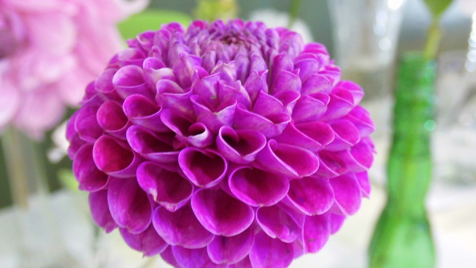 小清新花朵万紫千红系列微距拍摄桌面壁纸合集