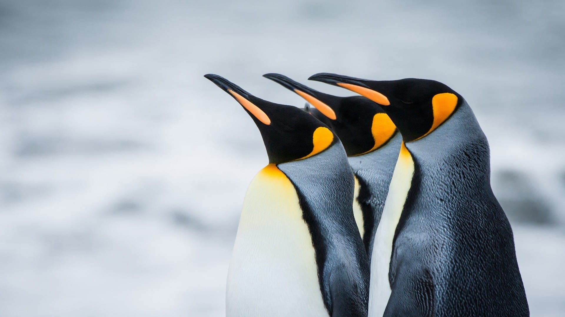 世界尽头之旅南极世界的可爱企鹅图片桌面壁纸
