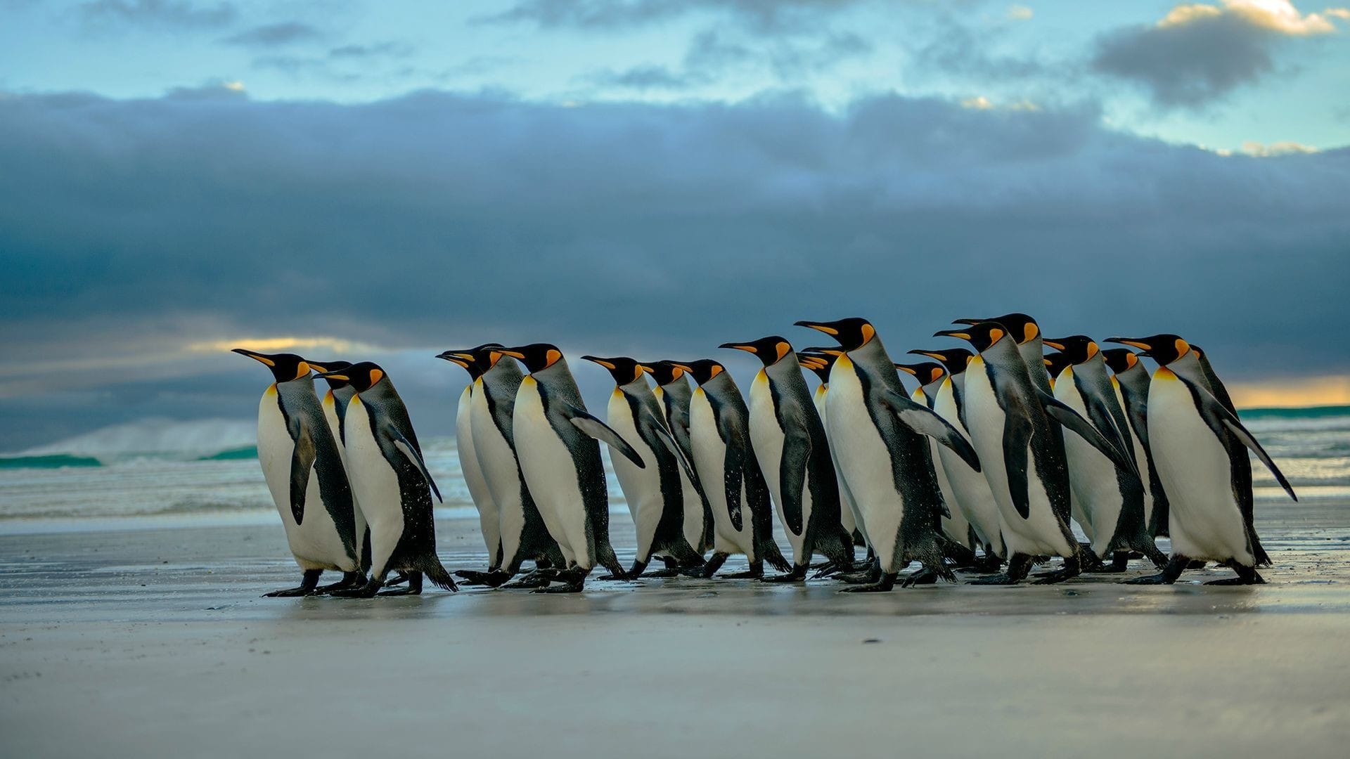 世界尽头之旅南极世界的可爱企鹅图片桌面壁纸