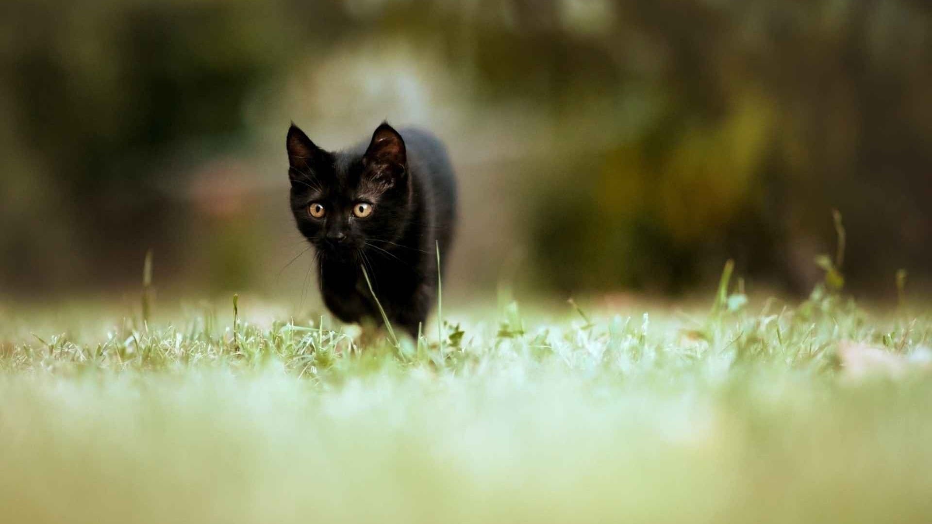 草地里玩耍的猫咪悠闲猫步躲猫猫系列桌面壁纸
