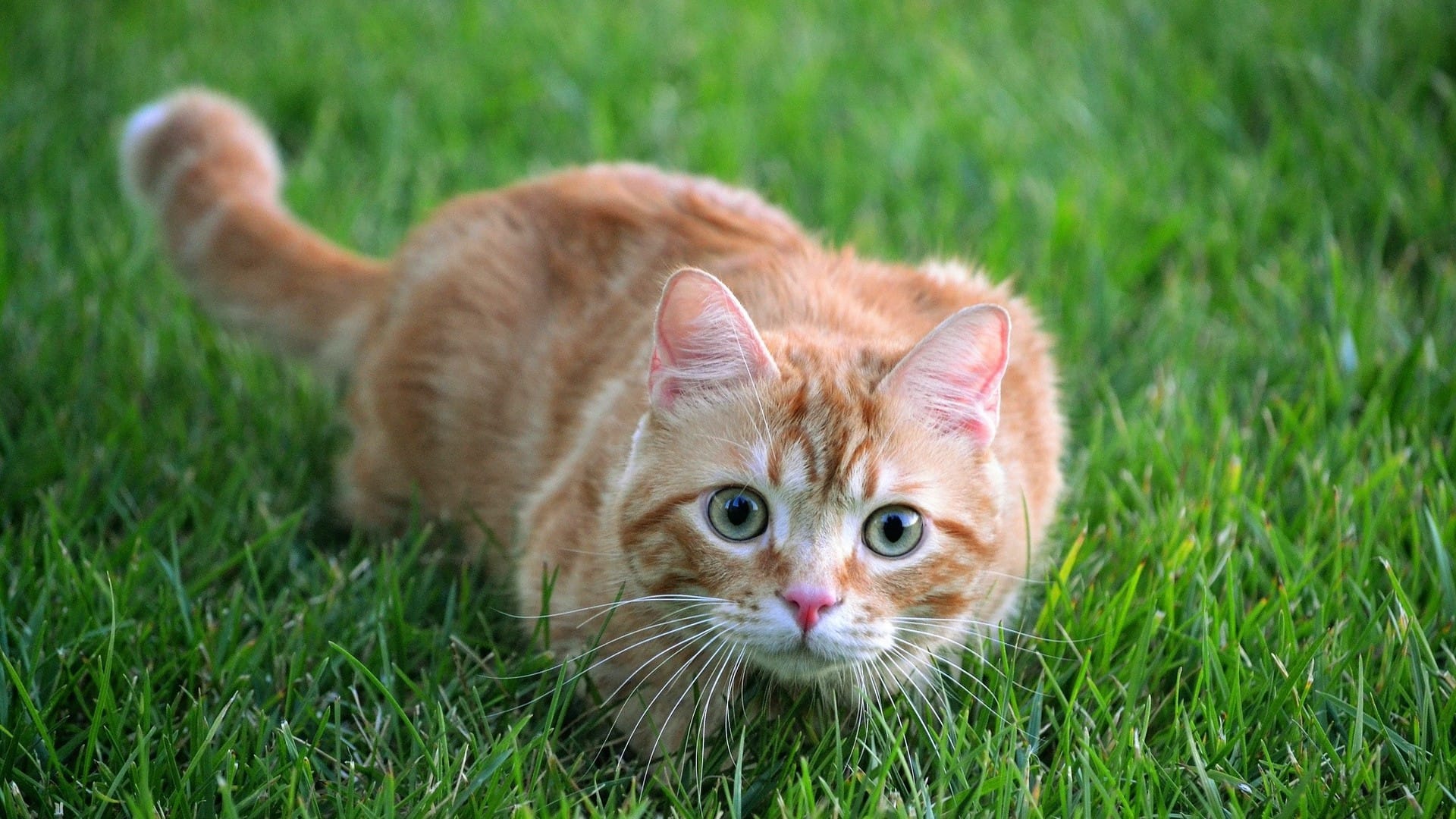 草地里玩耍的猫咪悠闲猫步躲猫猫系列桌面壁纸