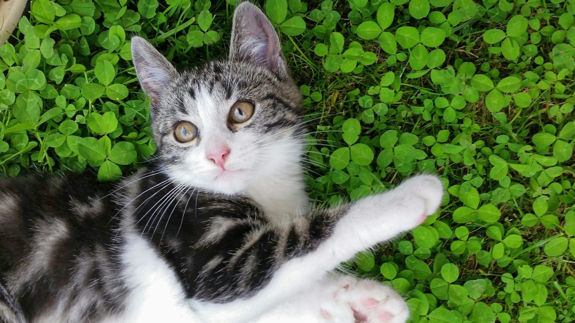 草地里玩耍的猫咪乖巧可爱系列高清桌面壁纸