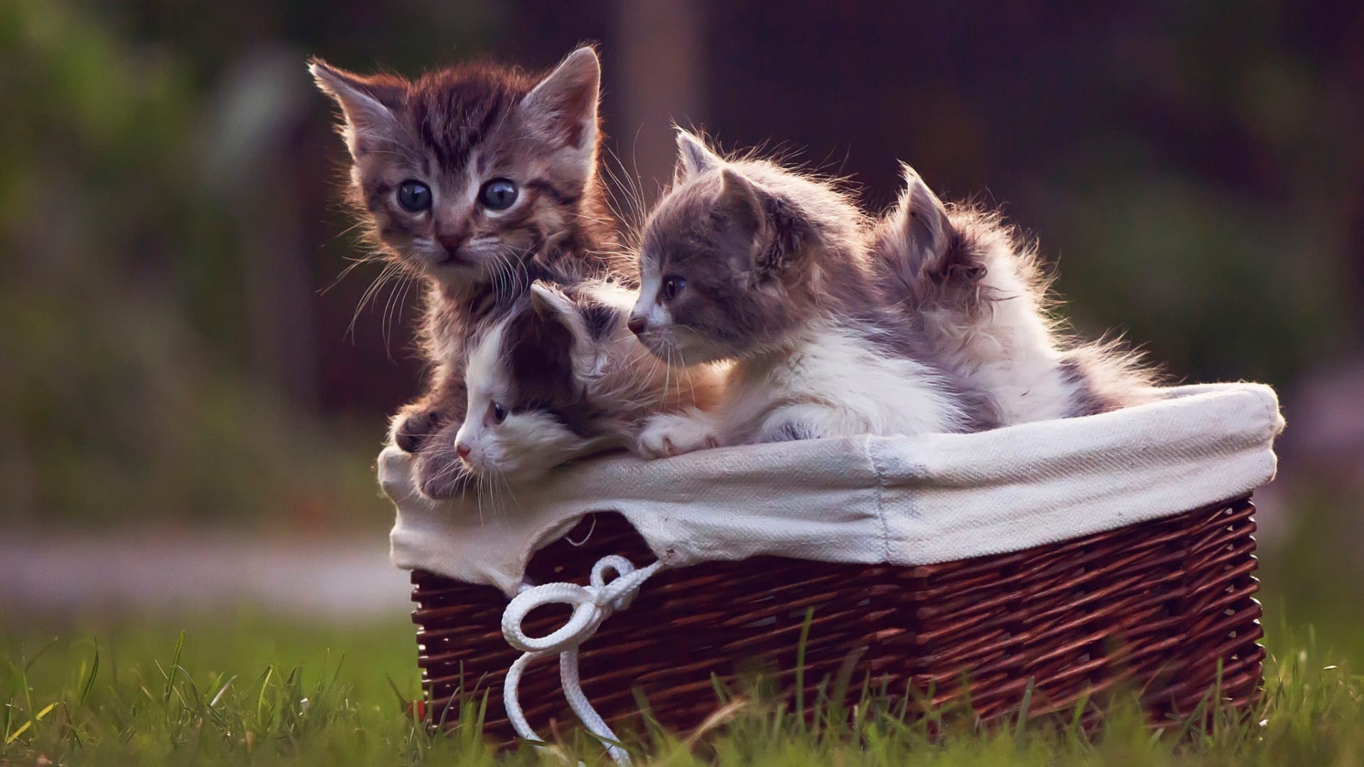 草地里玩耍的猫咪乖巧可爱系列高清桌面壁纸