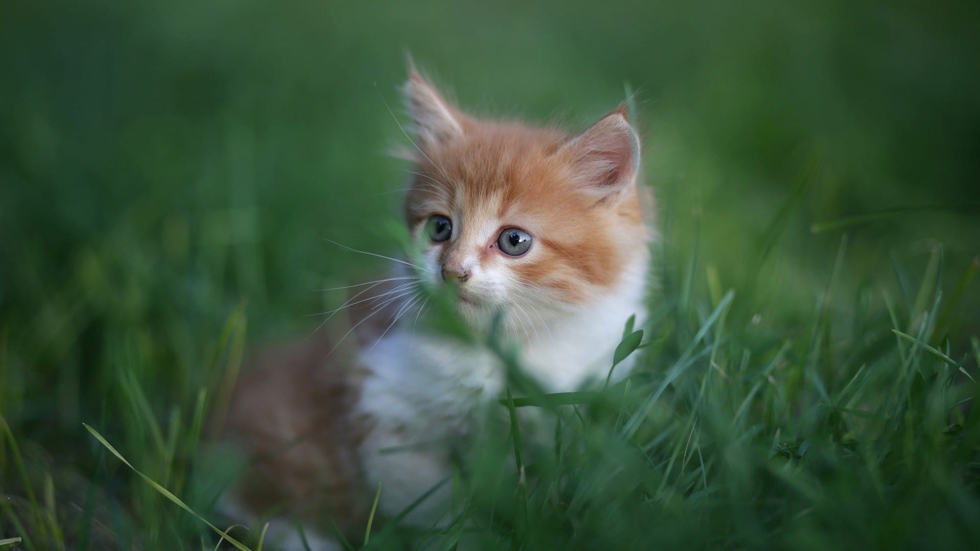草地里玩耍的小猫咪萌萌哒图片桌面壁纸
