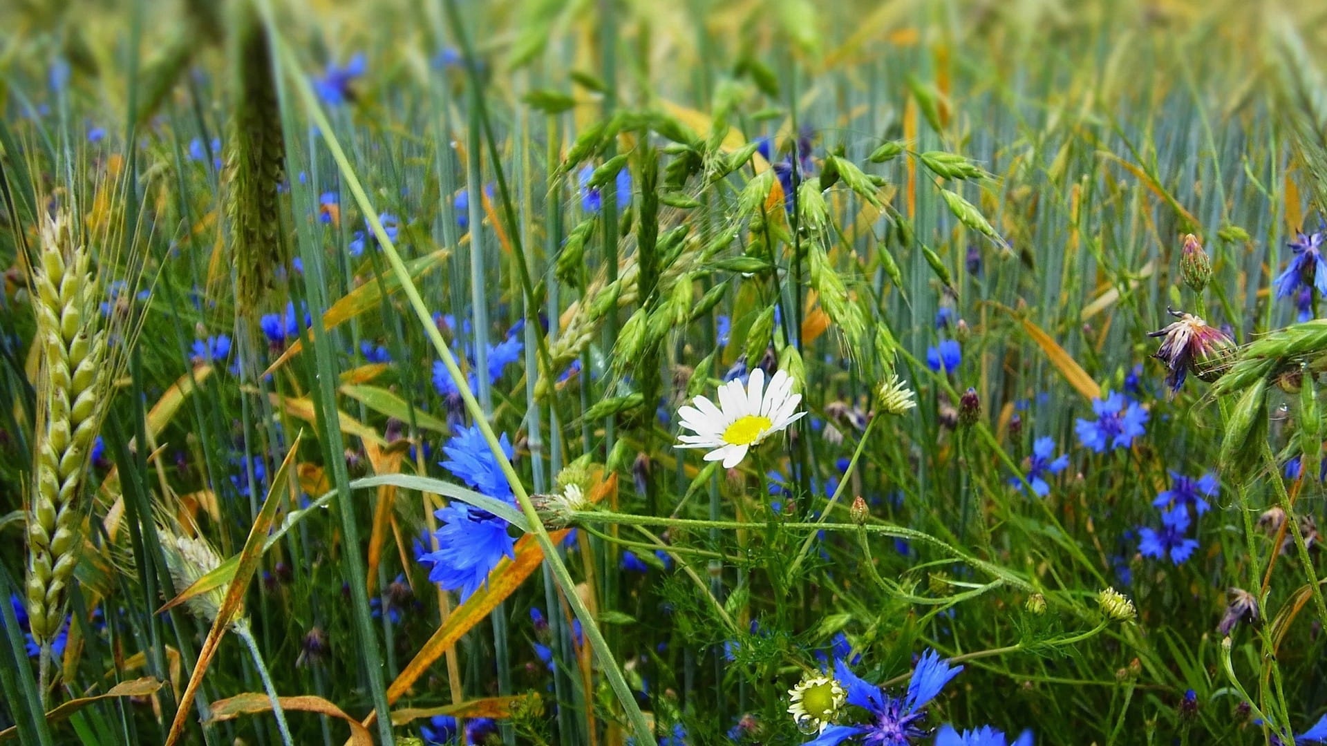 野外草地上的清新小花唯美风格高清桌面大图