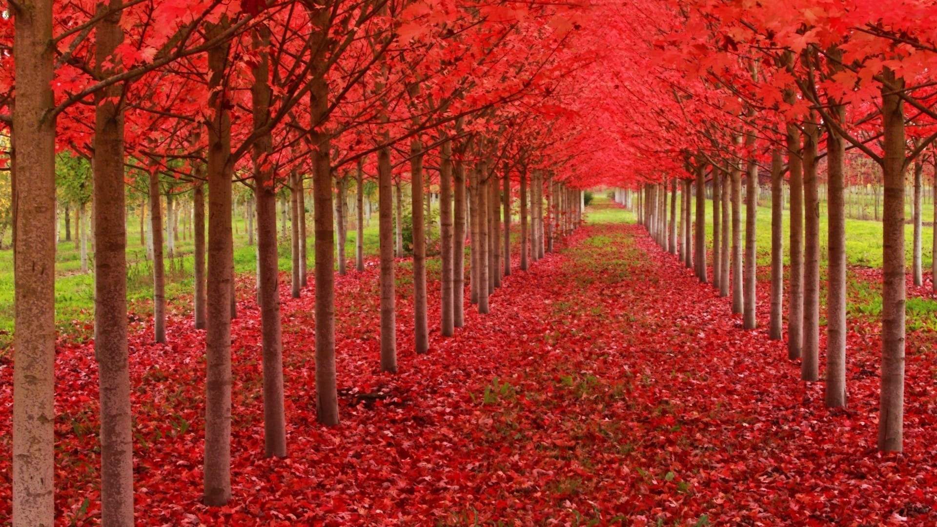 深秋时节枫林似火红叶如霞唯美意境桌面壁纸