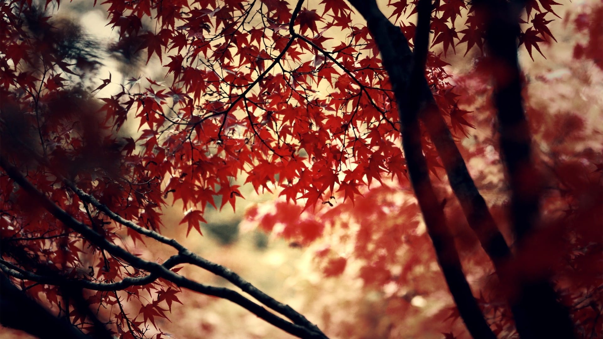 深秋时节枫林似火红叶如霞唯美意境桌面壁纸