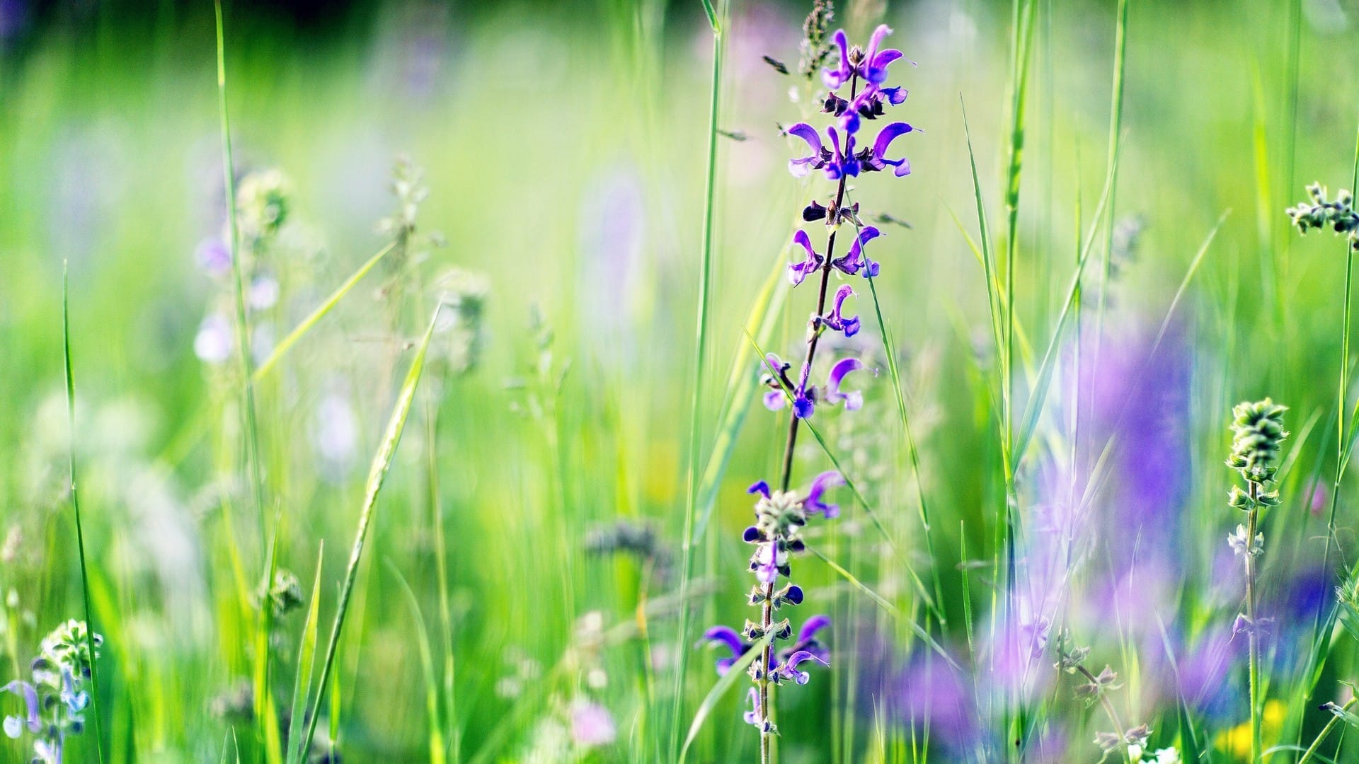 野外草地上的清新小花自然唯美风格桌面壁纸