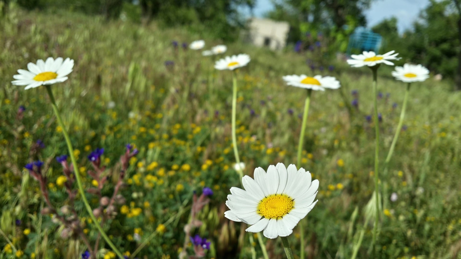 野外草地上的清新小花自然唯美风格桌面壁纸