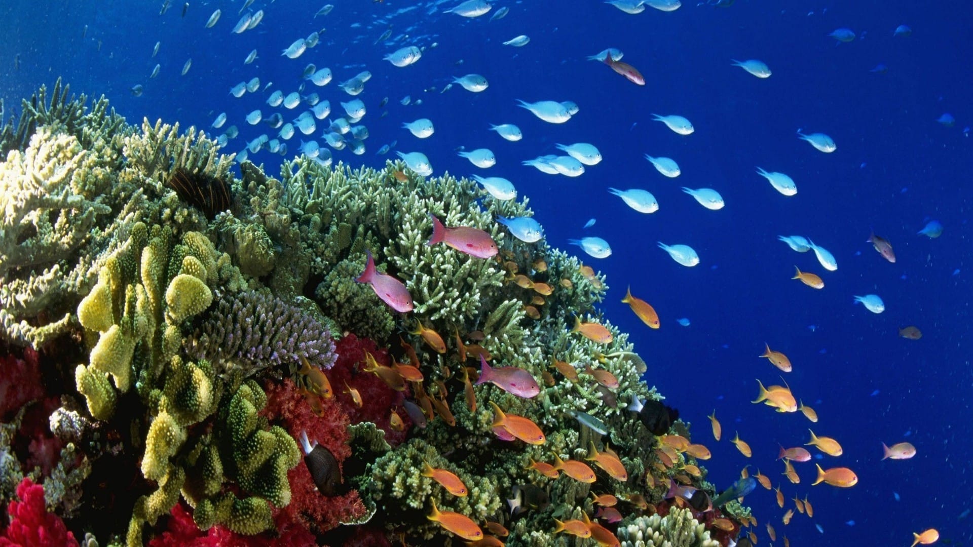 海底世界珊瑚鱼群五颜六色唯美风格电脑壁纸