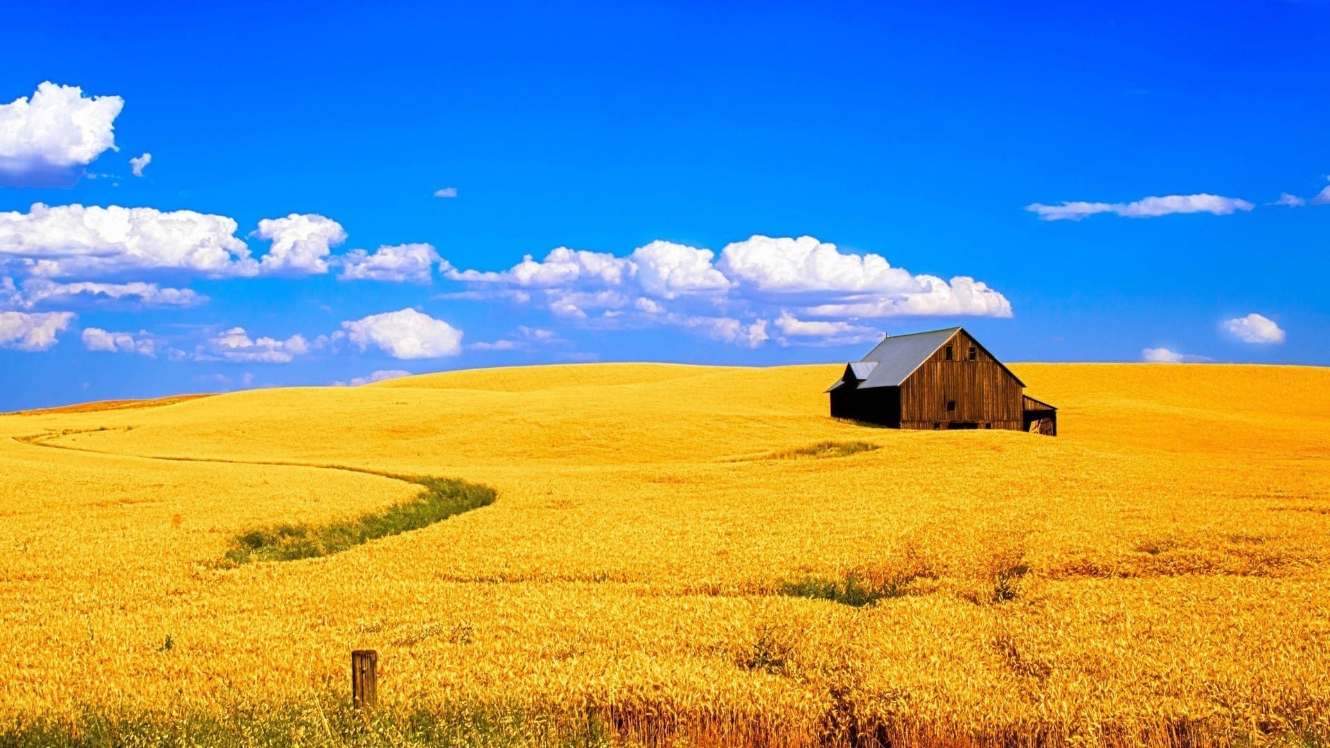 盛夏季节晴朗天气下的金黄色麦田风景图片壁纸