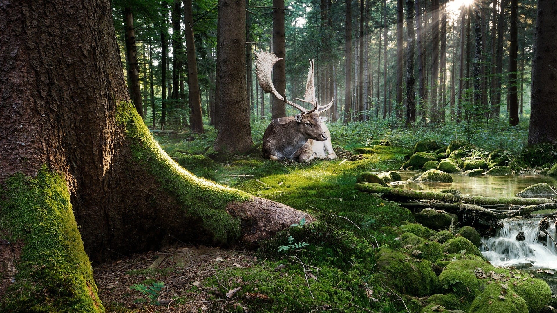 阳光穿透森林的隙间帅气公鹿悠然系列桌面壁纸