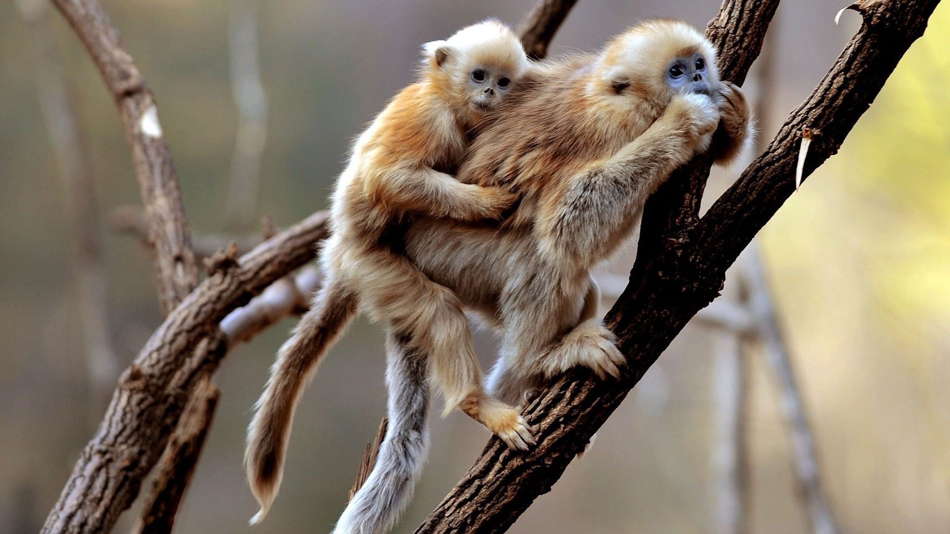 枝头上的可爱猴子憨态可掬高清桌面图片