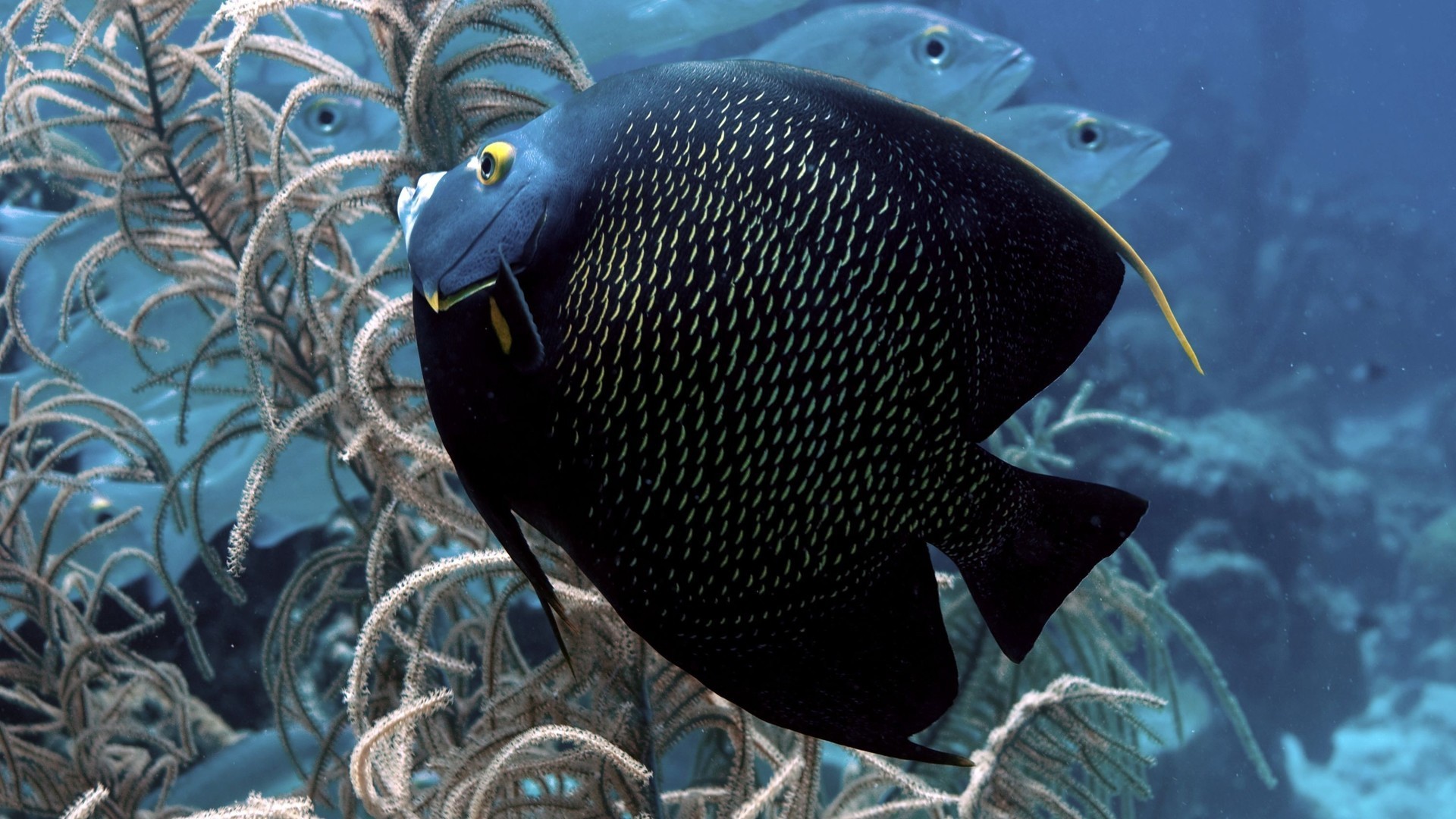 海底世界中各种大小的鱼类高清桌面壁纸