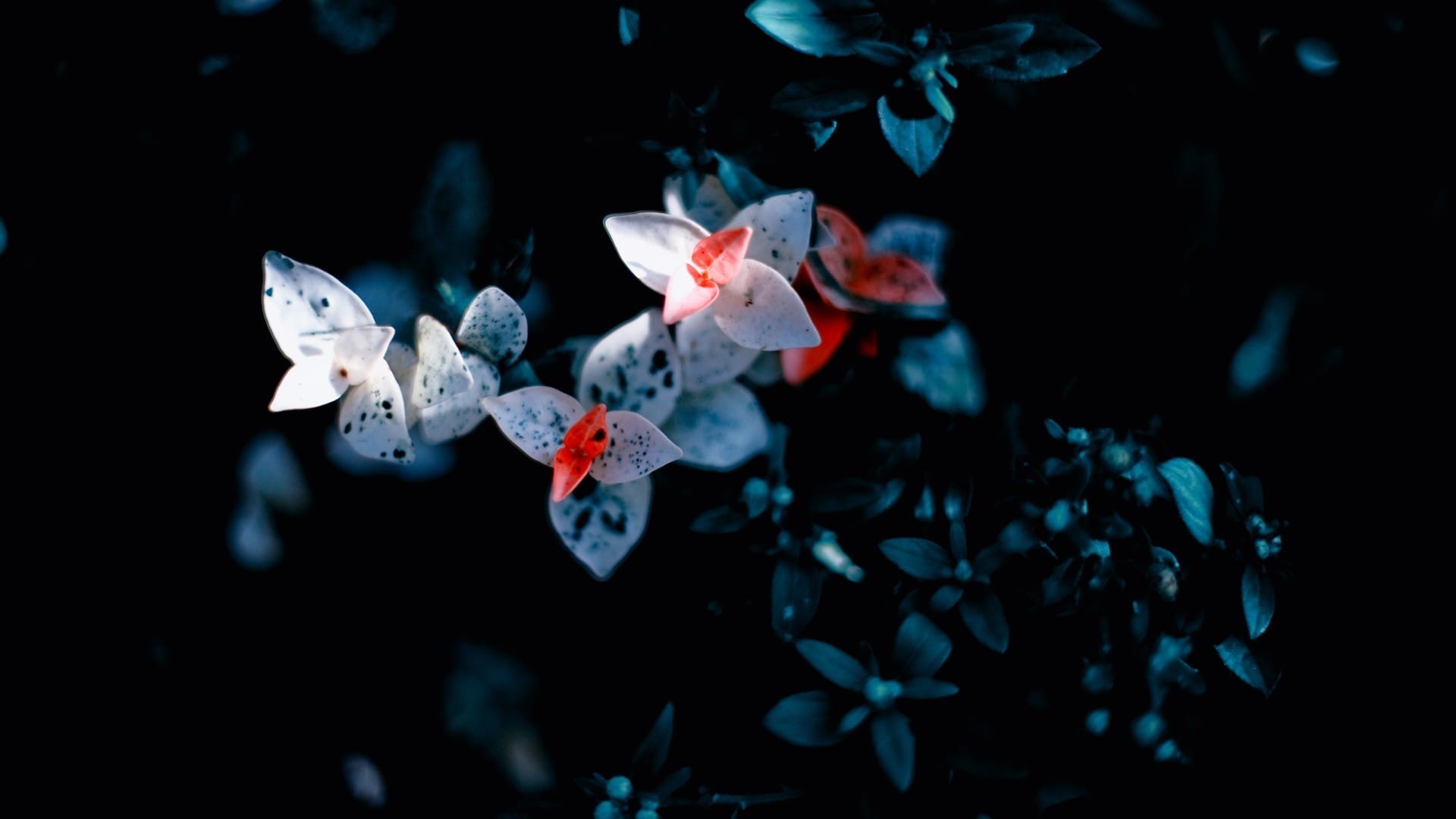 小清新花朵娇艳欲滴系列微距拍摄桌面壁纸合集