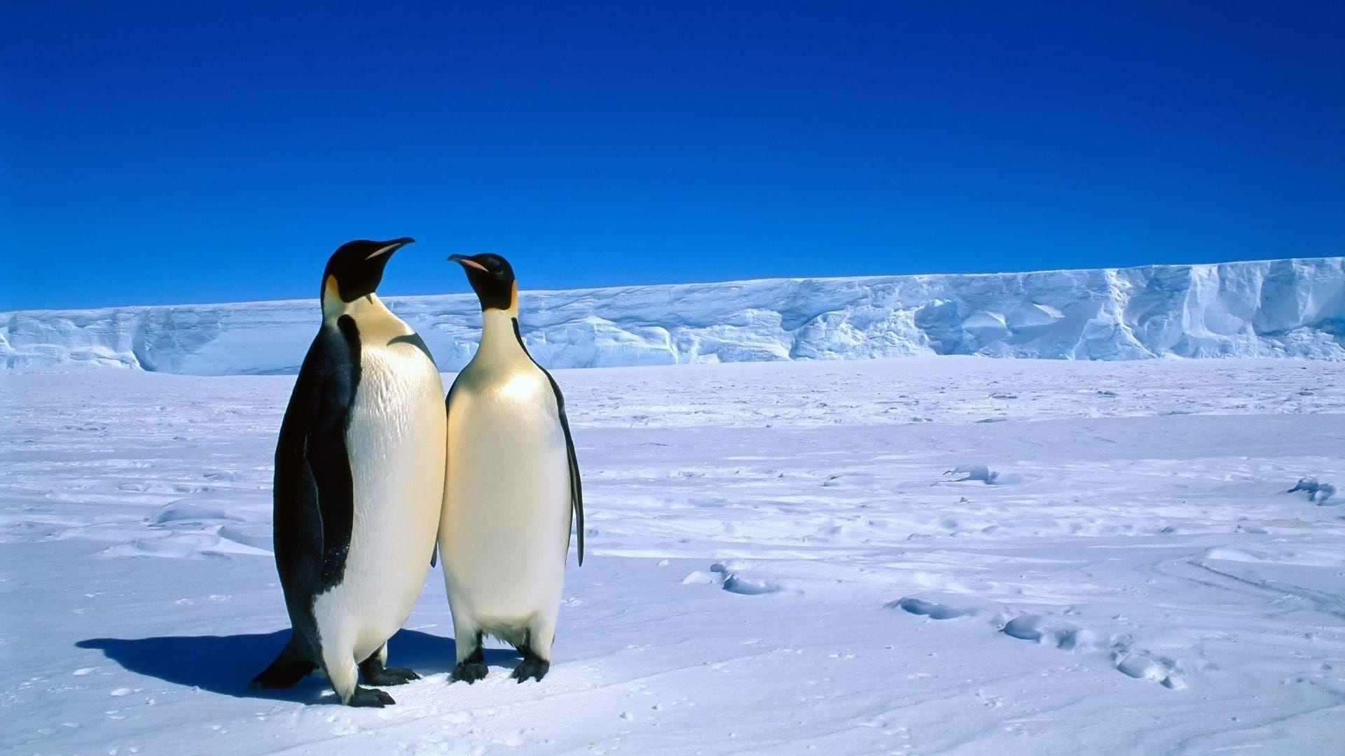 冰川上的企鹅憨厚可爱图片桌面壁纸