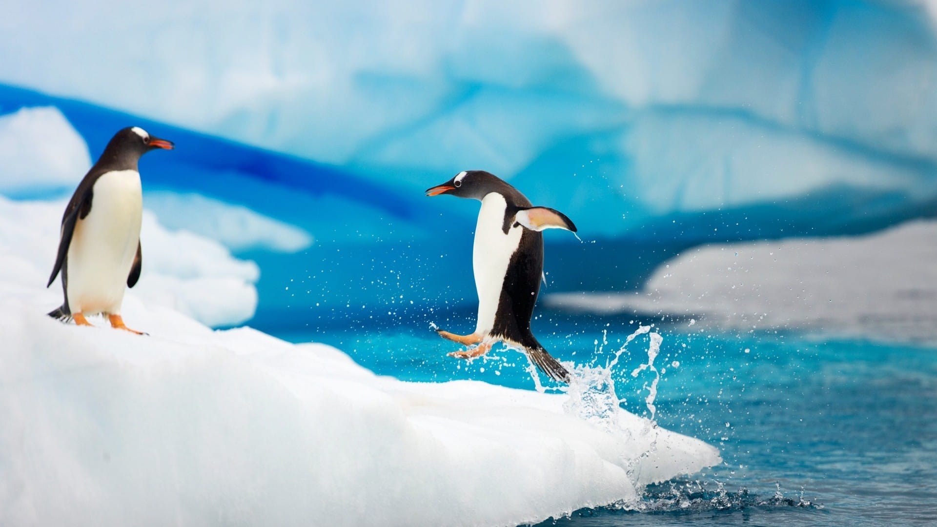 冰川上的企鹅憨厚可爱图片桌面壁纸