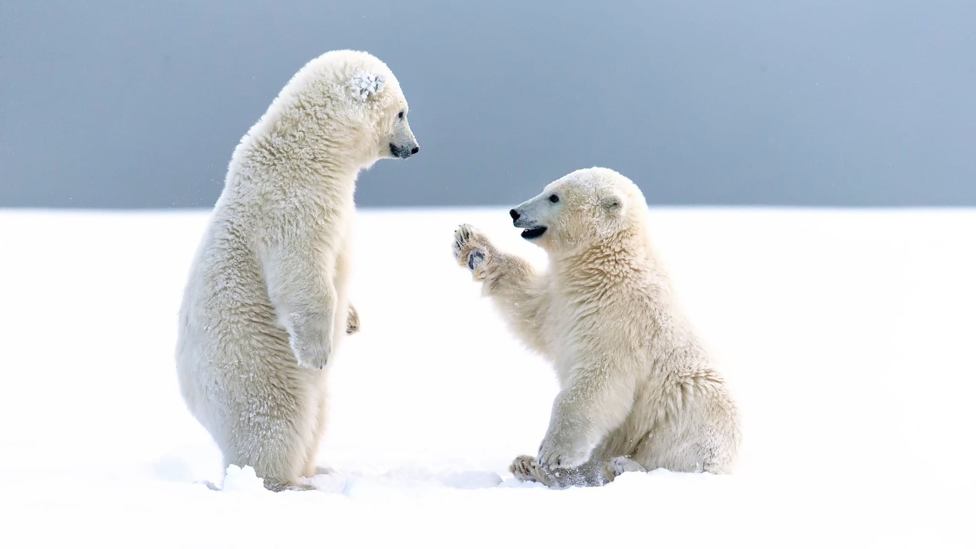 冰天雪地里的北极小熊萌萌哒桌面图片壁纸