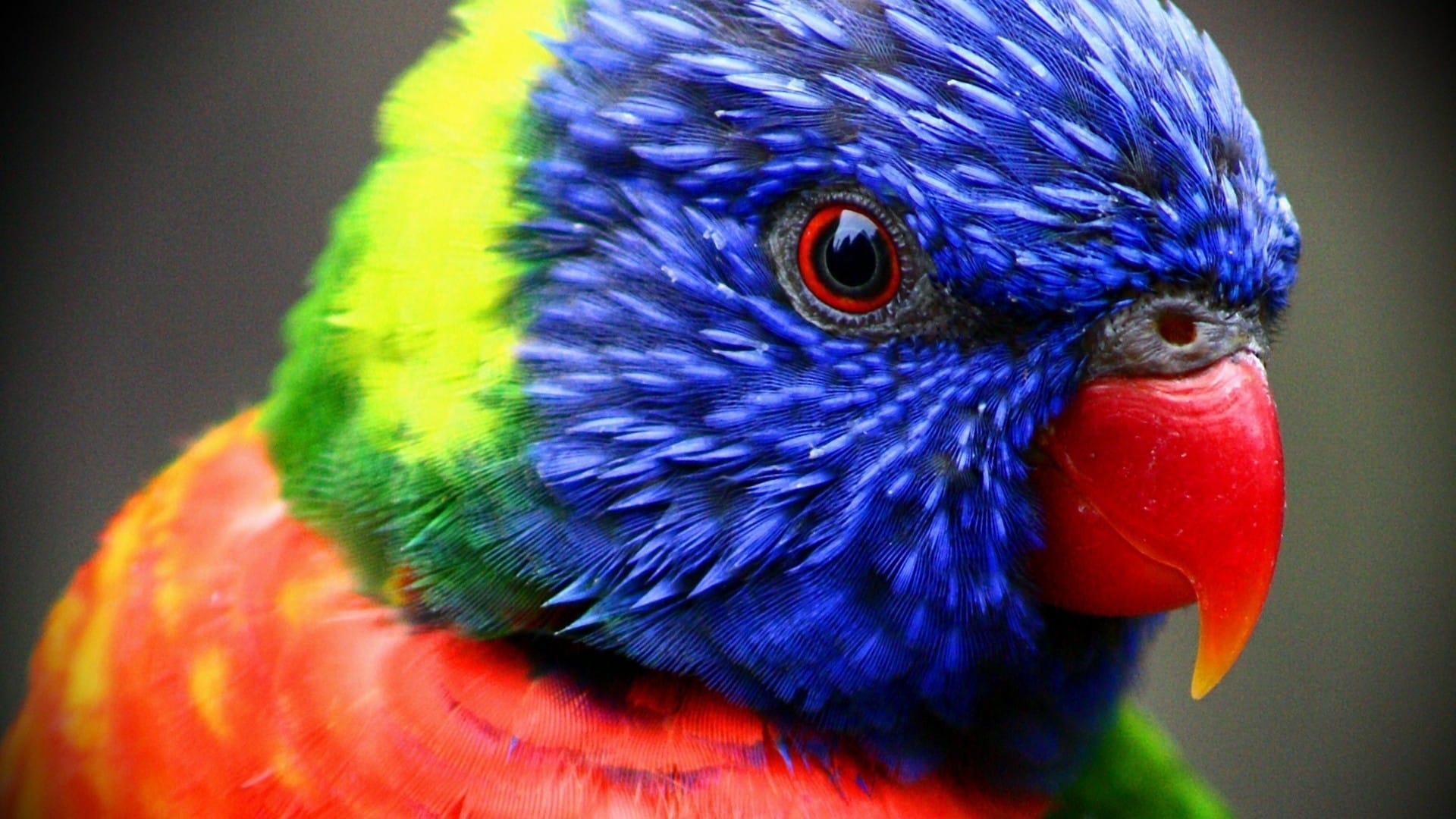 色彩鲜艳的各类动物近距摄影唯美风格高清大图