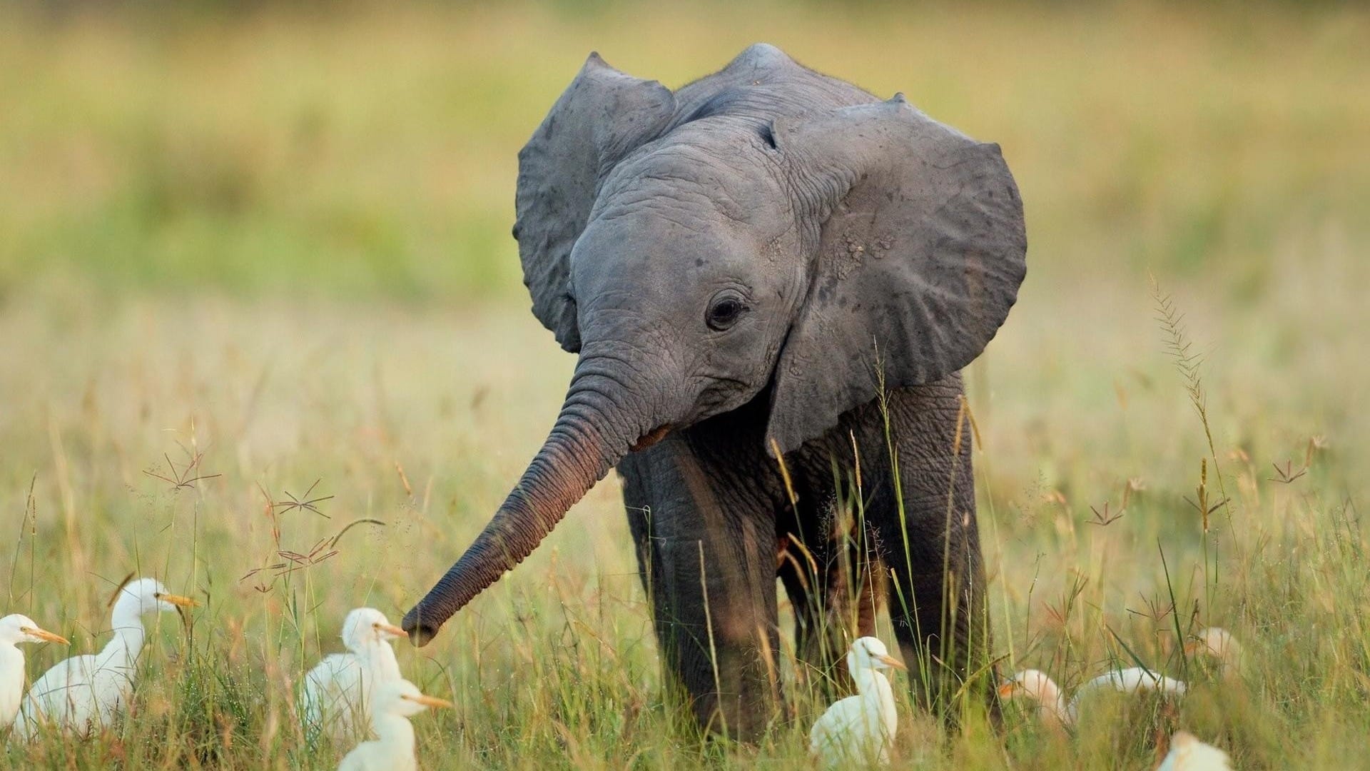 野外体型硕大的大象牵着小象