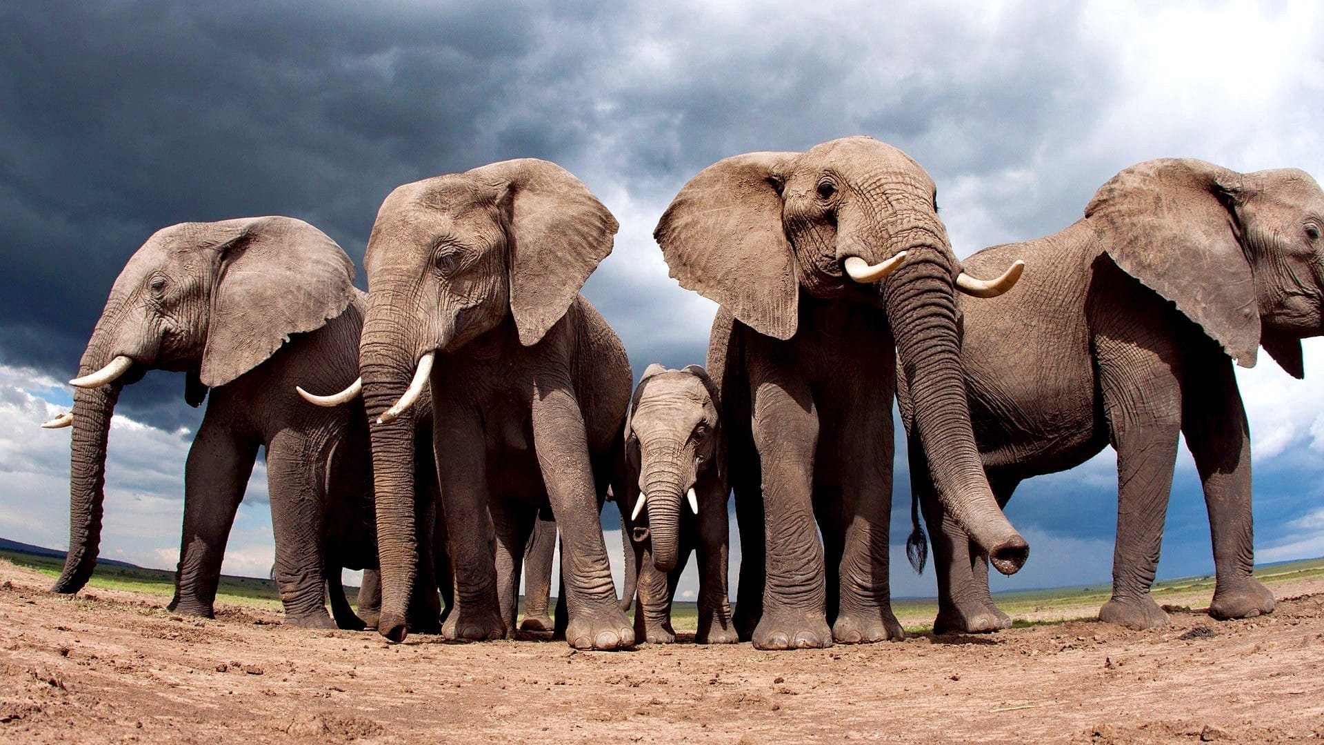 野外体型硕大的大象牵着小象