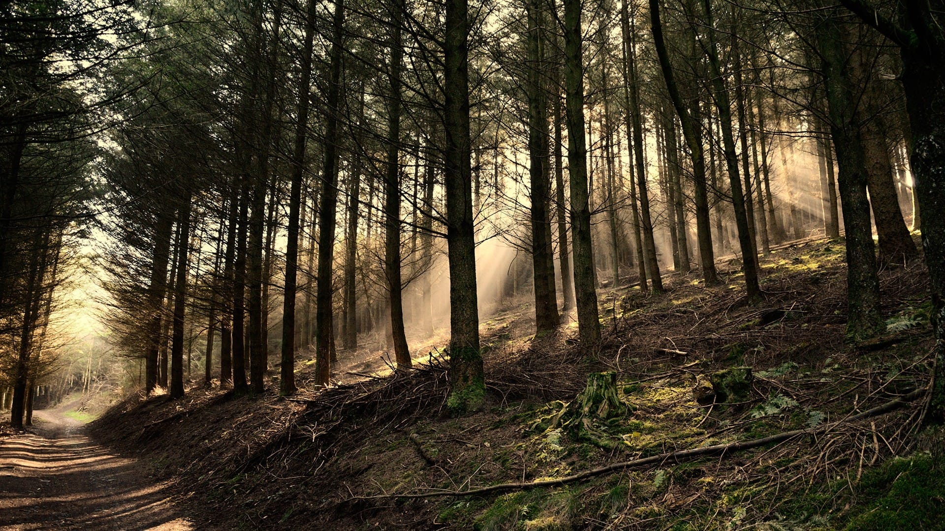 阳光照进森林深处唯美风格自然风景图片壁纸