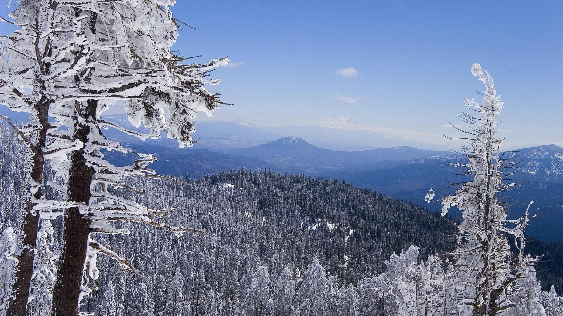 冬季的森林白雪覆盖唯美雪地雪景图片壁纸