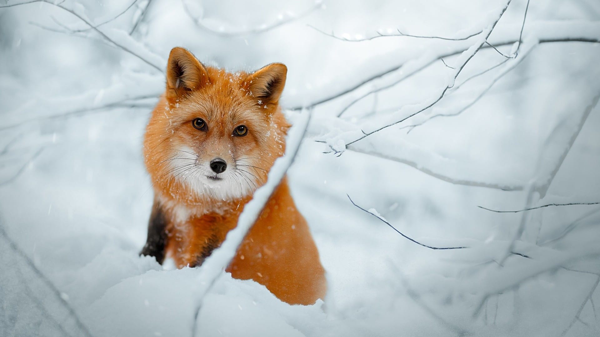 冬天雪地里小狐狸可爱呆萌系列图片壁纸大全