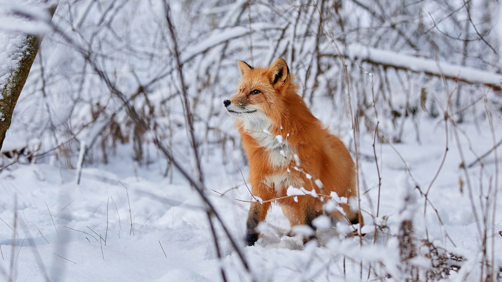 冬天雪地里小狐狸可爱呆萌系列图片壁纸大全