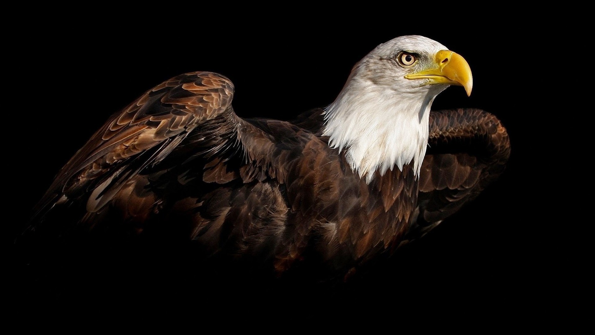 北美大陆大型猛禽白头鹰黑色背景高清壁纸