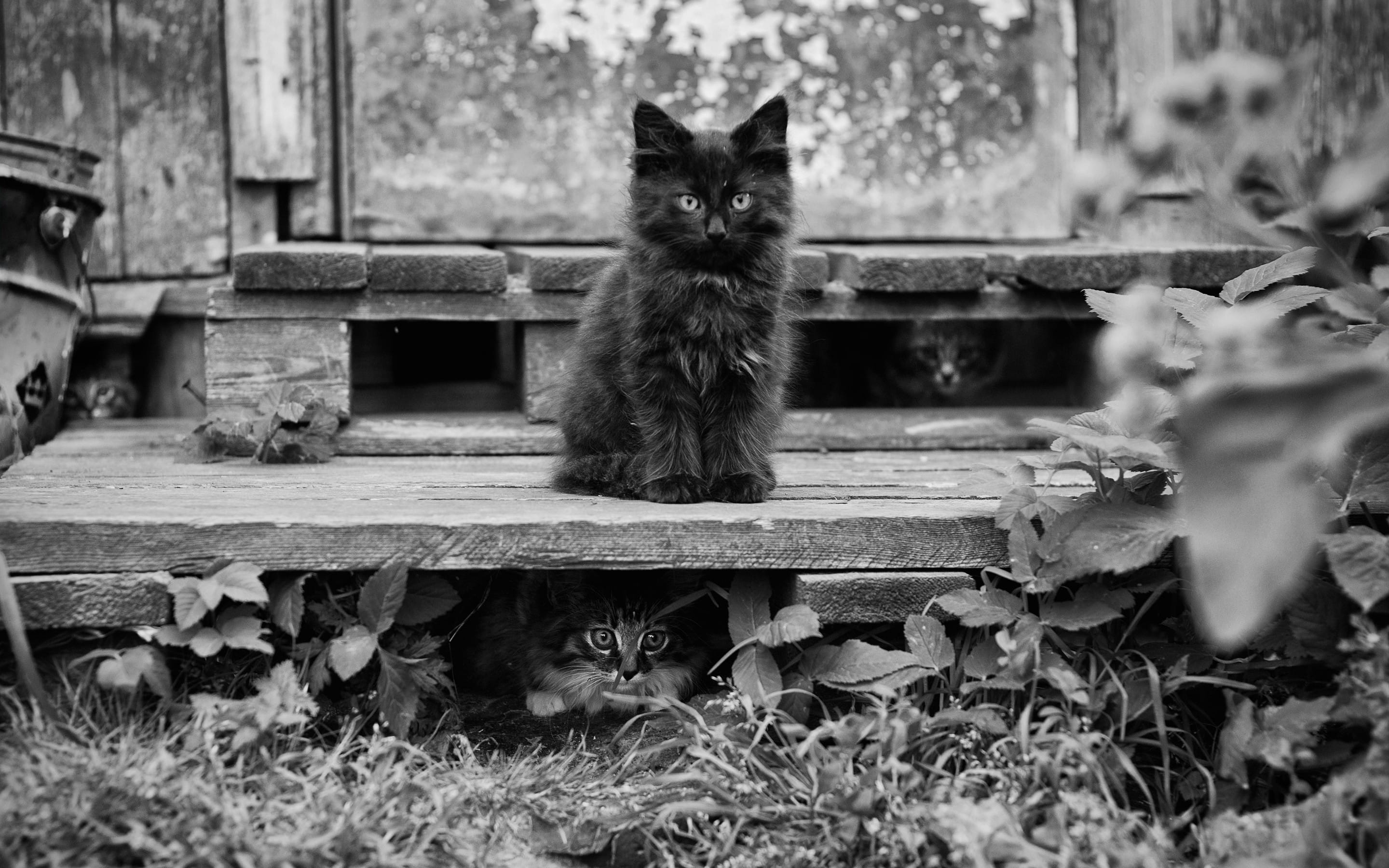 黑白风格可爱猫咪
