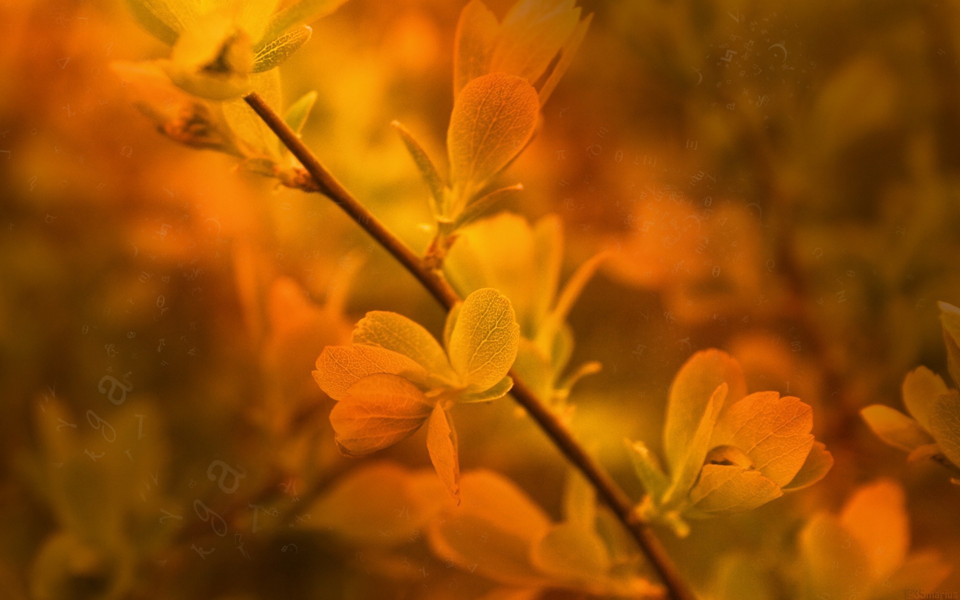 秋季来临各色树叶微距摄影唯美风格桌面壁纸