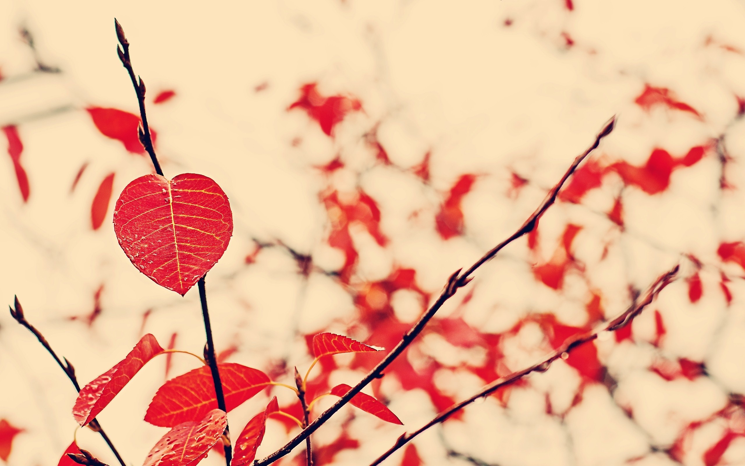 秋季来临各色树叶微距摄影唯美风格桌面壁纸