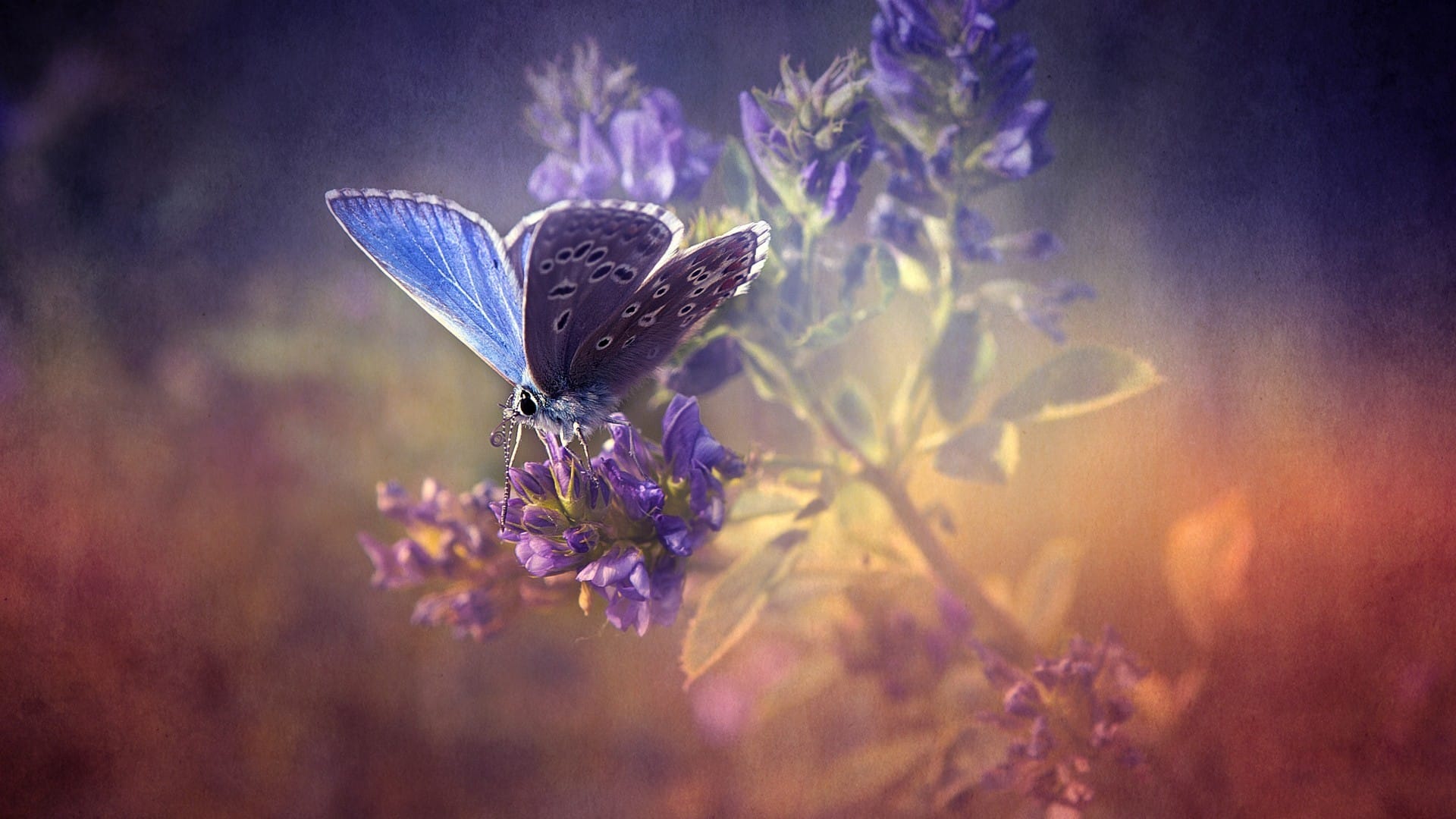 花间飞舞嬉戏的蝴蝶和谐自然唯美系列桌面壁纸
