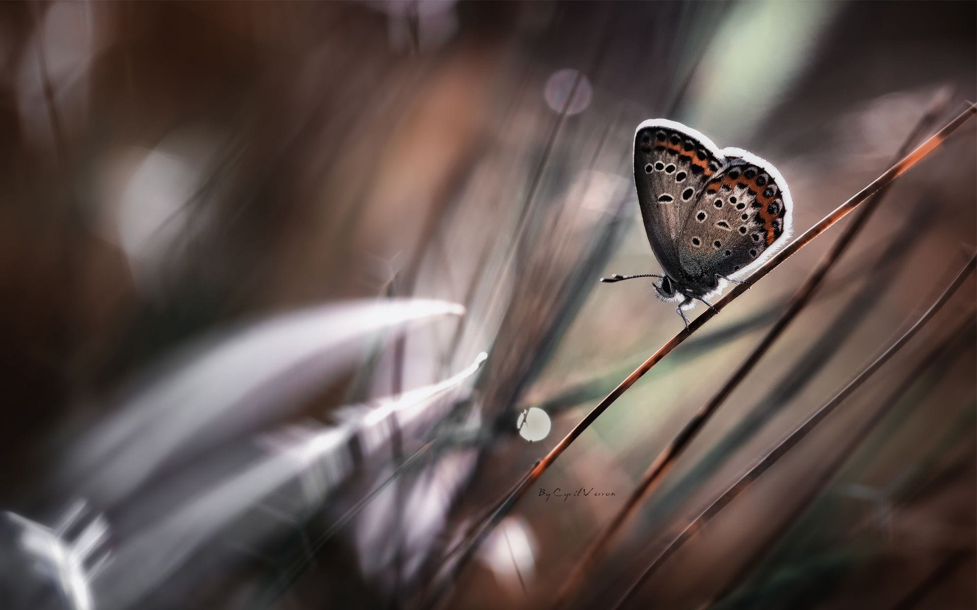 花间飞舞嬉戏的蝴蝶和谐自然唯美系列桌面壁纸
