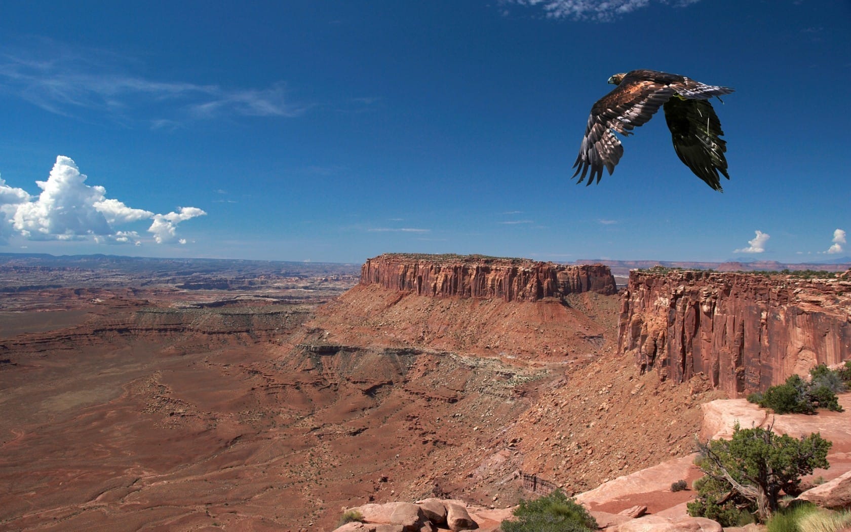 大型猛禽白头鹰又名美洲雕翱翔蓝天
