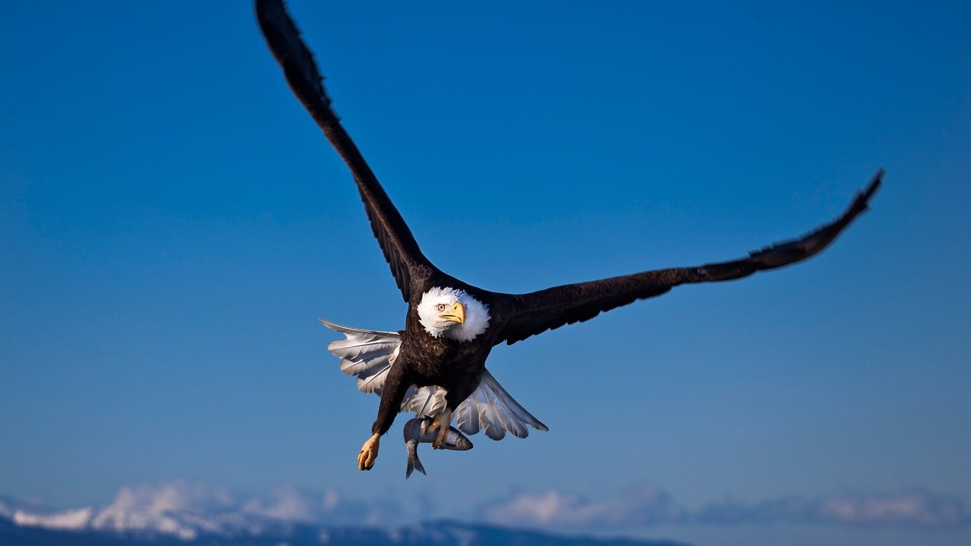 大型猛禽白头鹰又名美洲雕翱翔蓝天