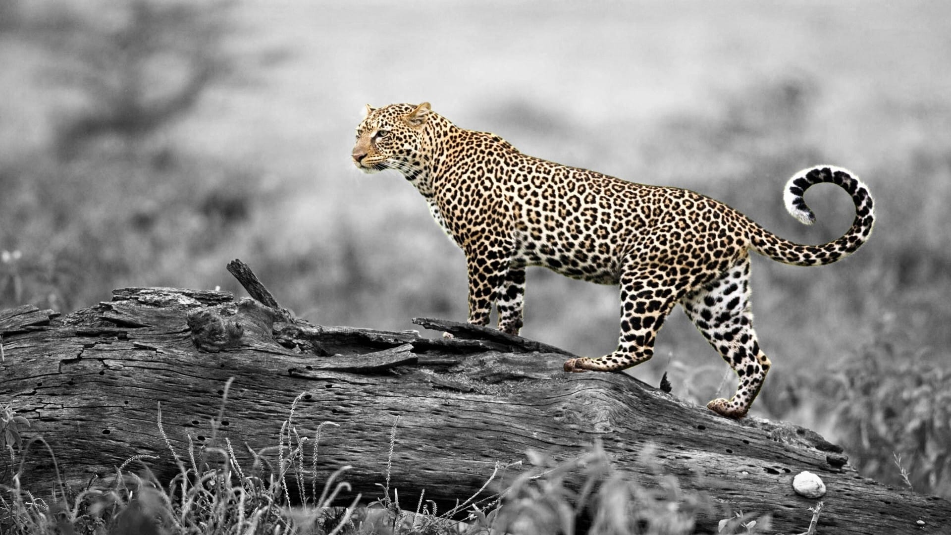 速度最快的动物金钱豹凶猛矫健图片壁纸