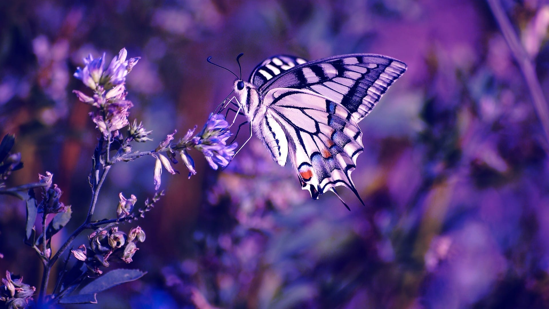 蝴蝶和花朵意境系列唯美壁纸