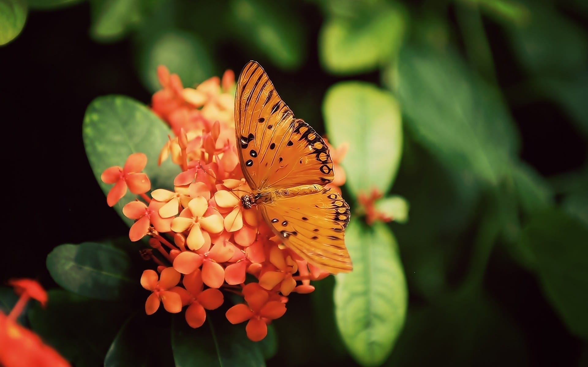 蝴蝶和花朵意境系列唯美壁纸
